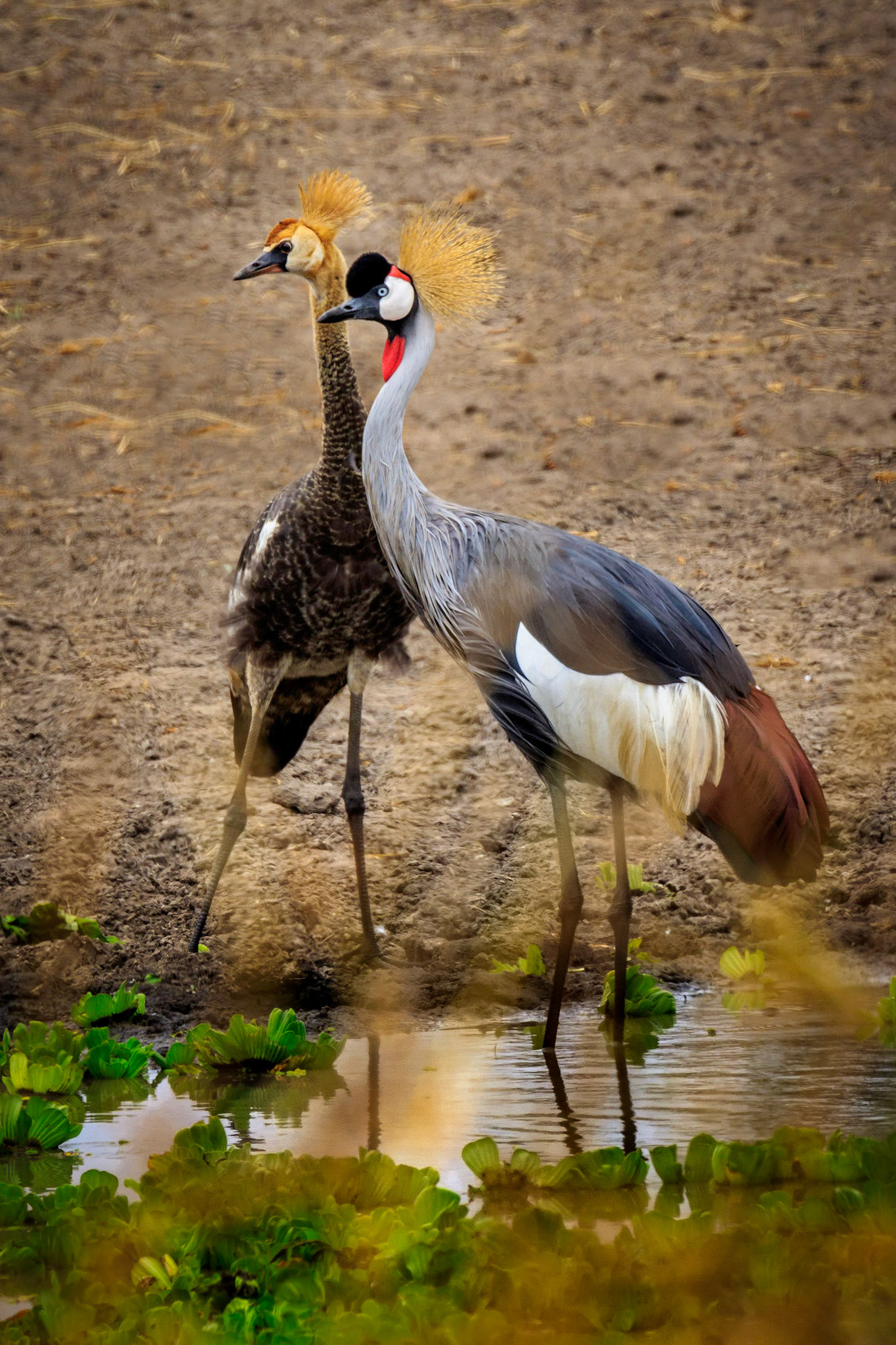 Grey Crowned Crane Pair, Tarangire National Park, Tanzania