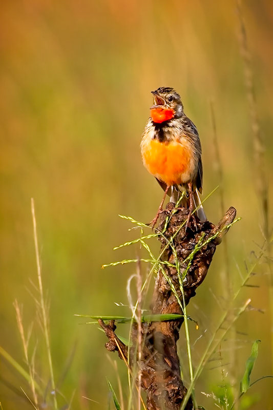 Orange-Throated Longclaw, Masai Mara, Kenya