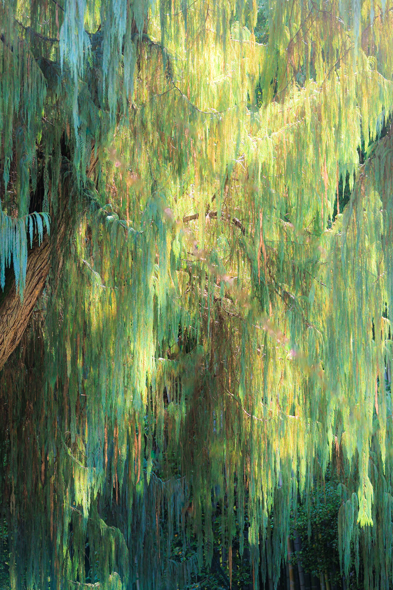 Willows, Botanical Garden, Isola Madre, Lake Maggiore, Italy