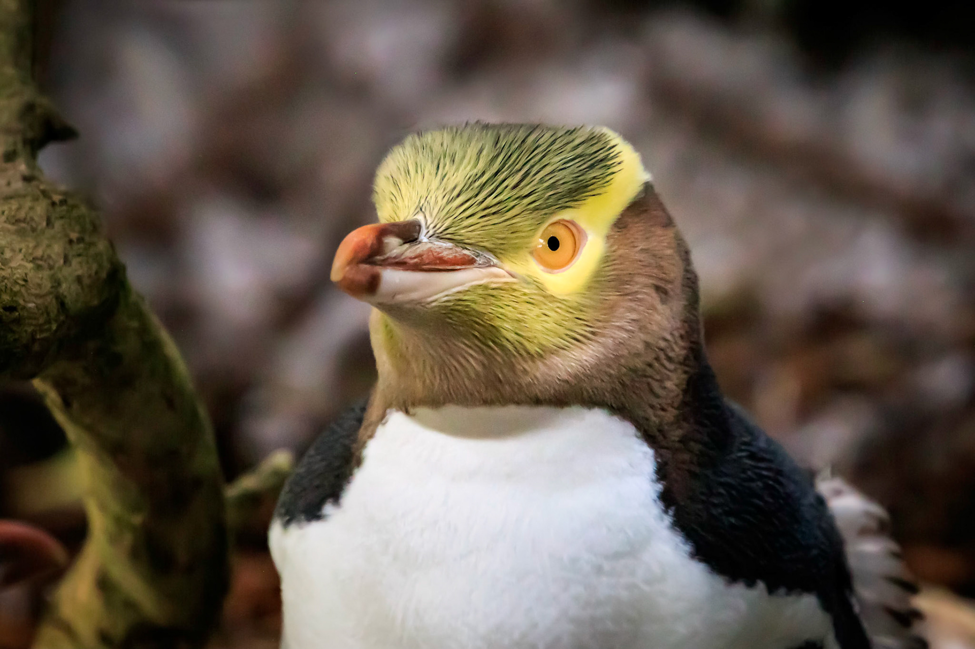 Yellow-Eyed Penguin, Otago Region, South Island, New Zealand 