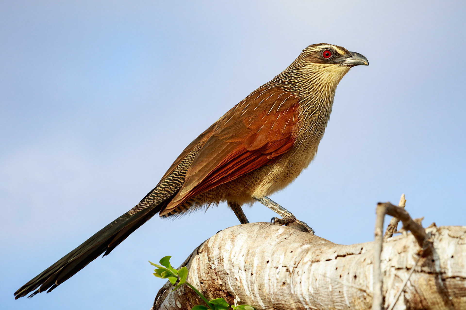 White-Browed Coucal, Tarangire National Park, Tanzania