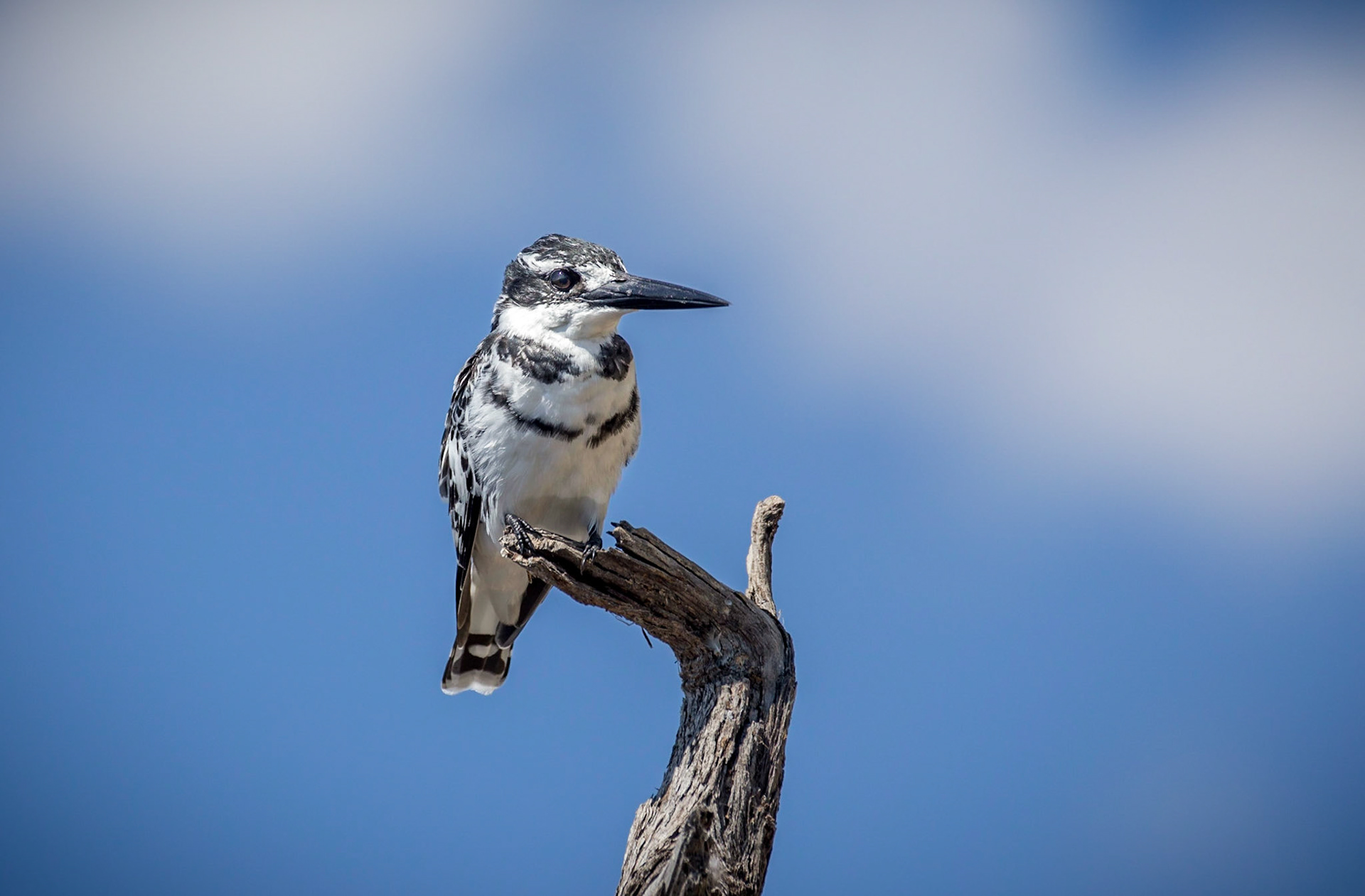 Pied Kingfisher, Chobe National Park, Botswana