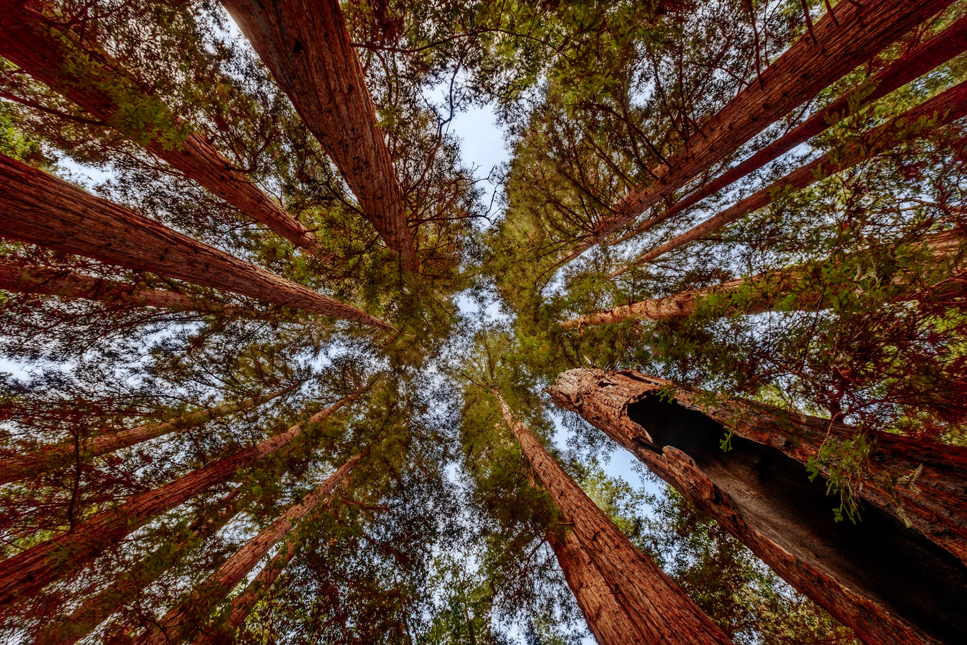 Redwoods, Big Sur, California