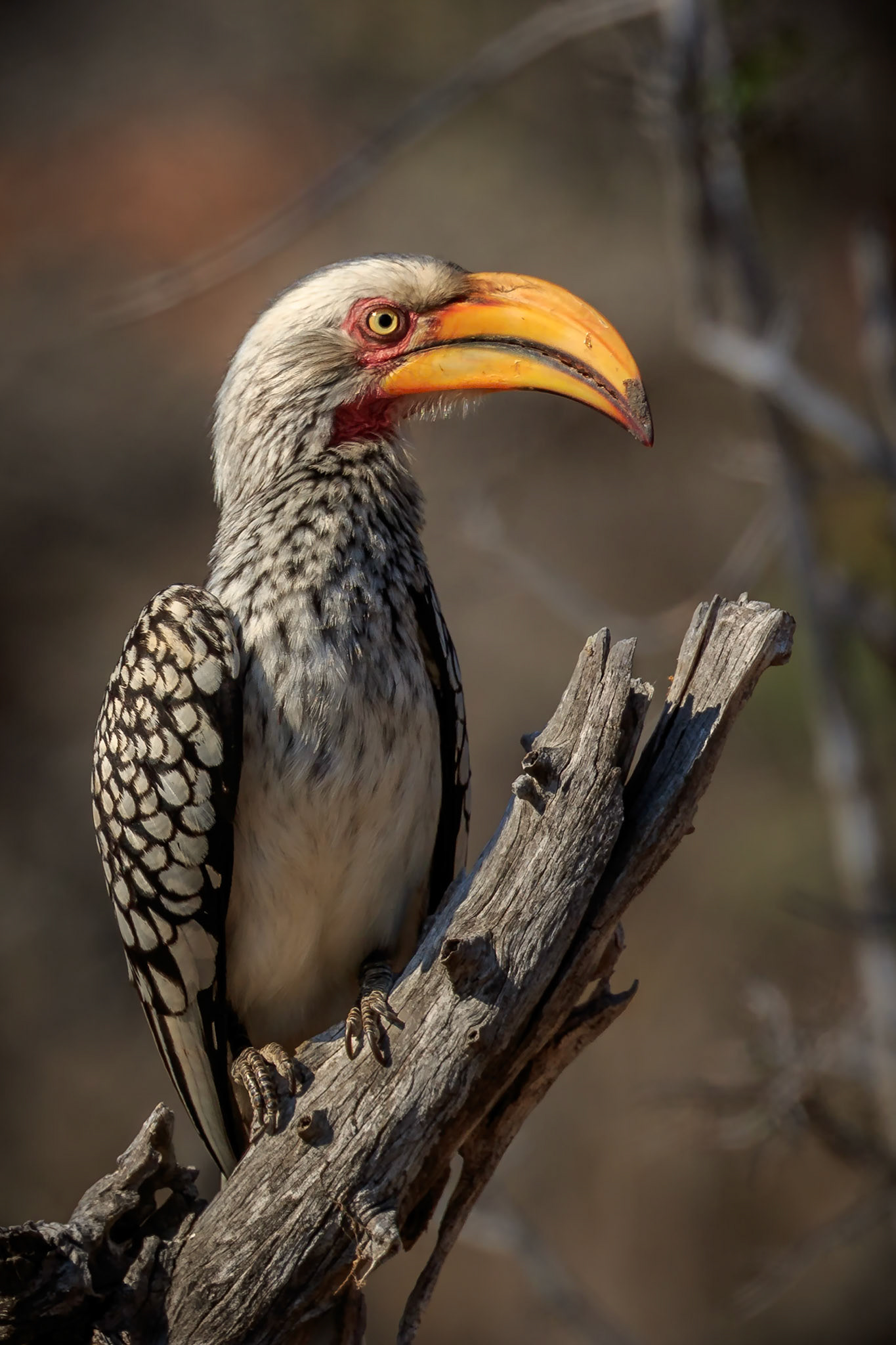 Yellow-Billed Hornbill, Thornybush Game Reserve, South Africa
