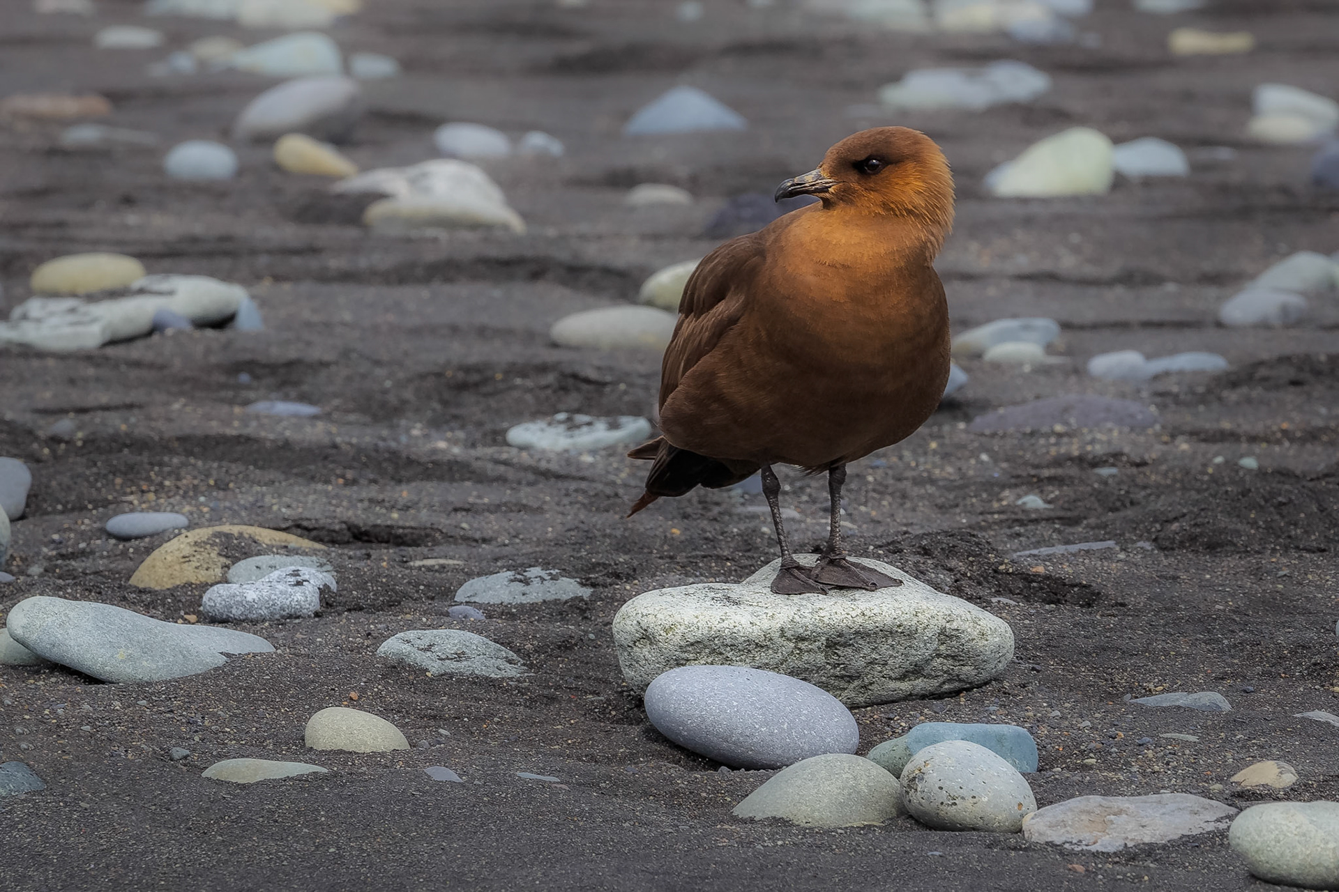 Skua, Iceland
