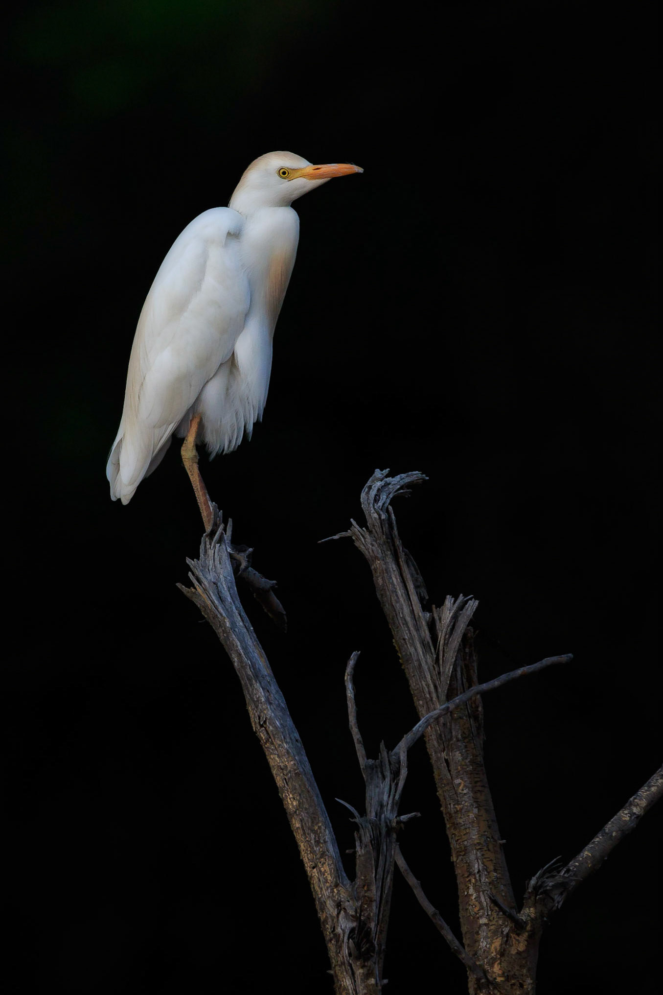 Cattle Egret, Madikwe Game Reserve, South Africa