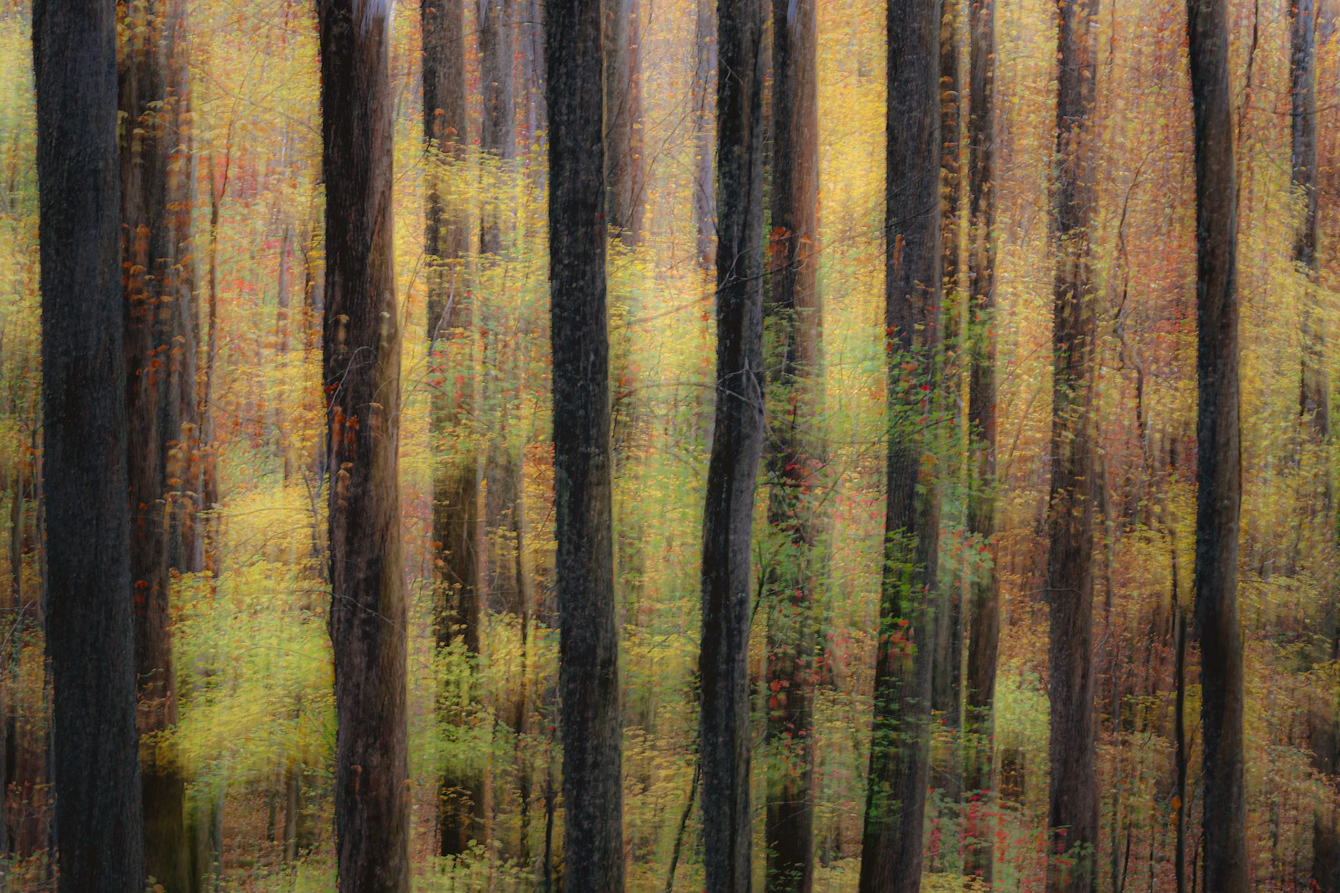 Trees, Great Smoky Mountains NP, North Carolina