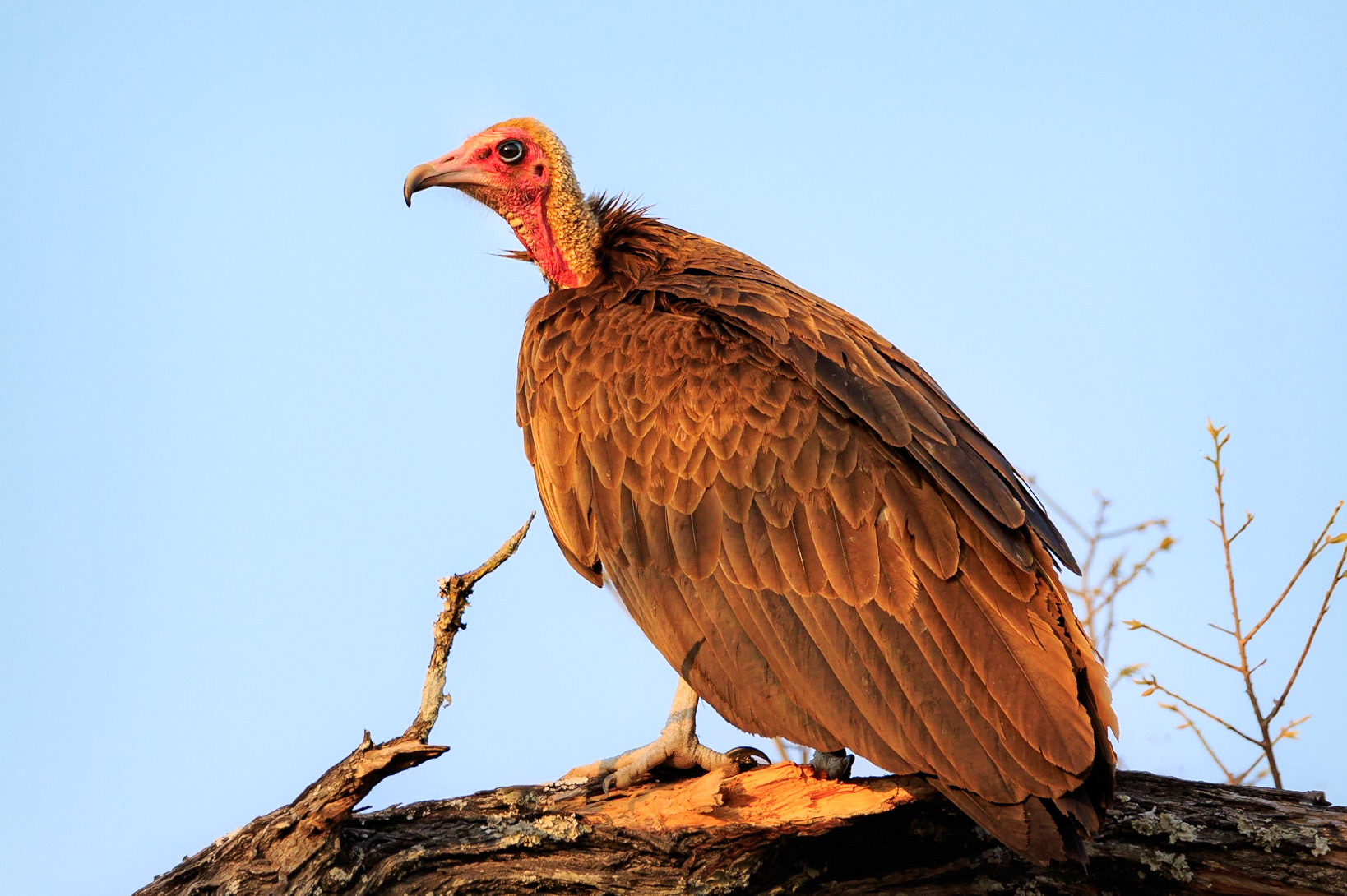 Hooded Vulture, Kruger National Park, South Africa