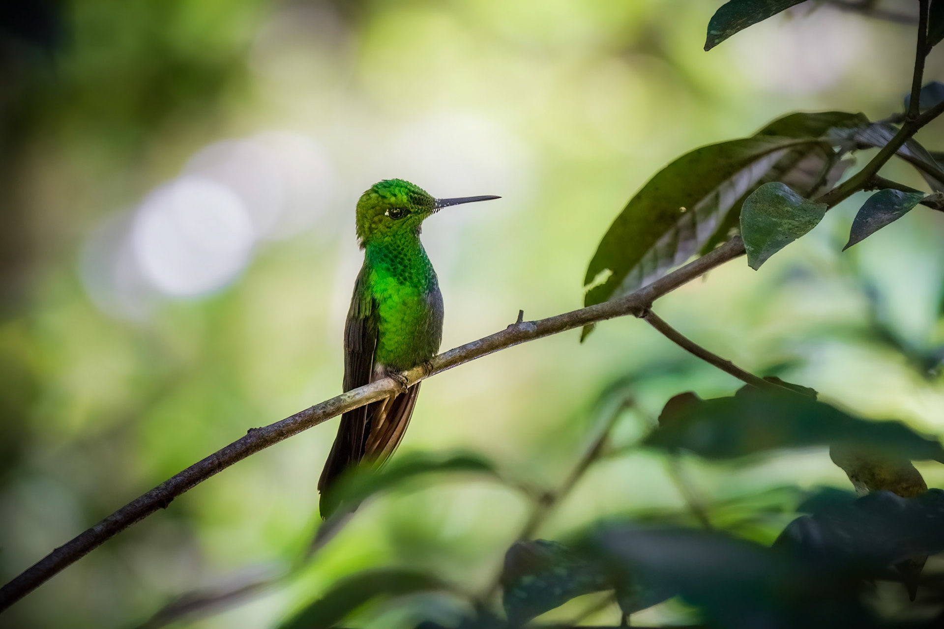 Green-Crowned Brilliant Hummingbird, Guanacaste, Costa Rica