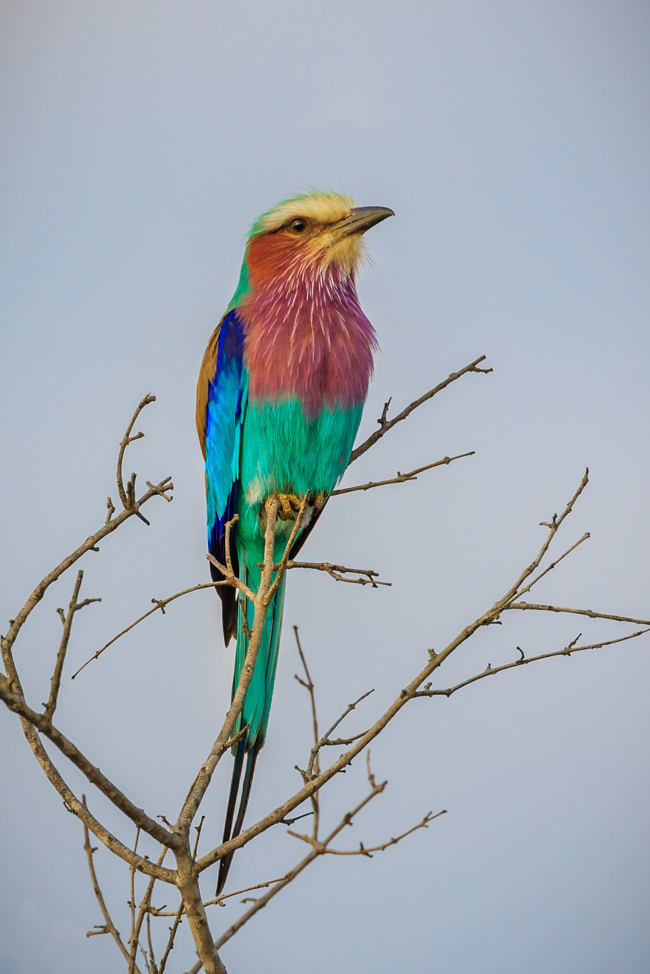 Lilac-Breasted Roller, Kruger National Park, South Africa
