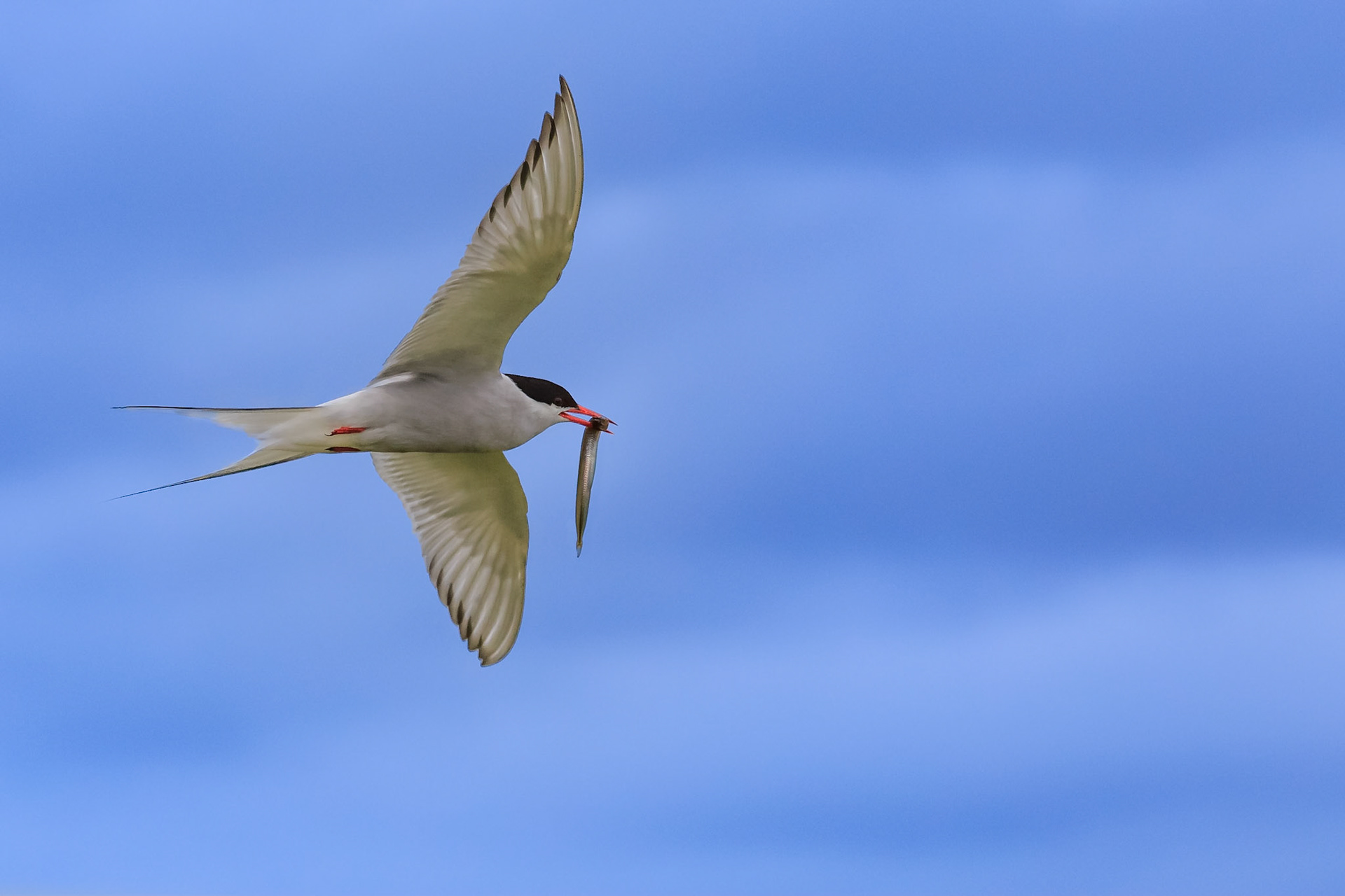 Arctic Tern, Iceland