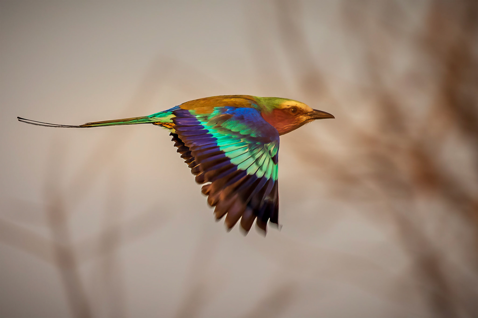 Lilac-Breasted Roller, Kruger National Park, South Africa