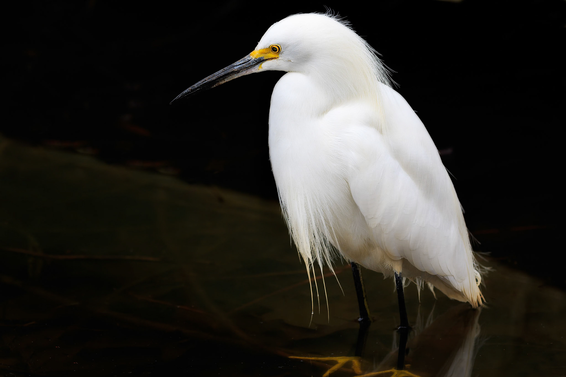 Snowy Egret, Oak Park, California
