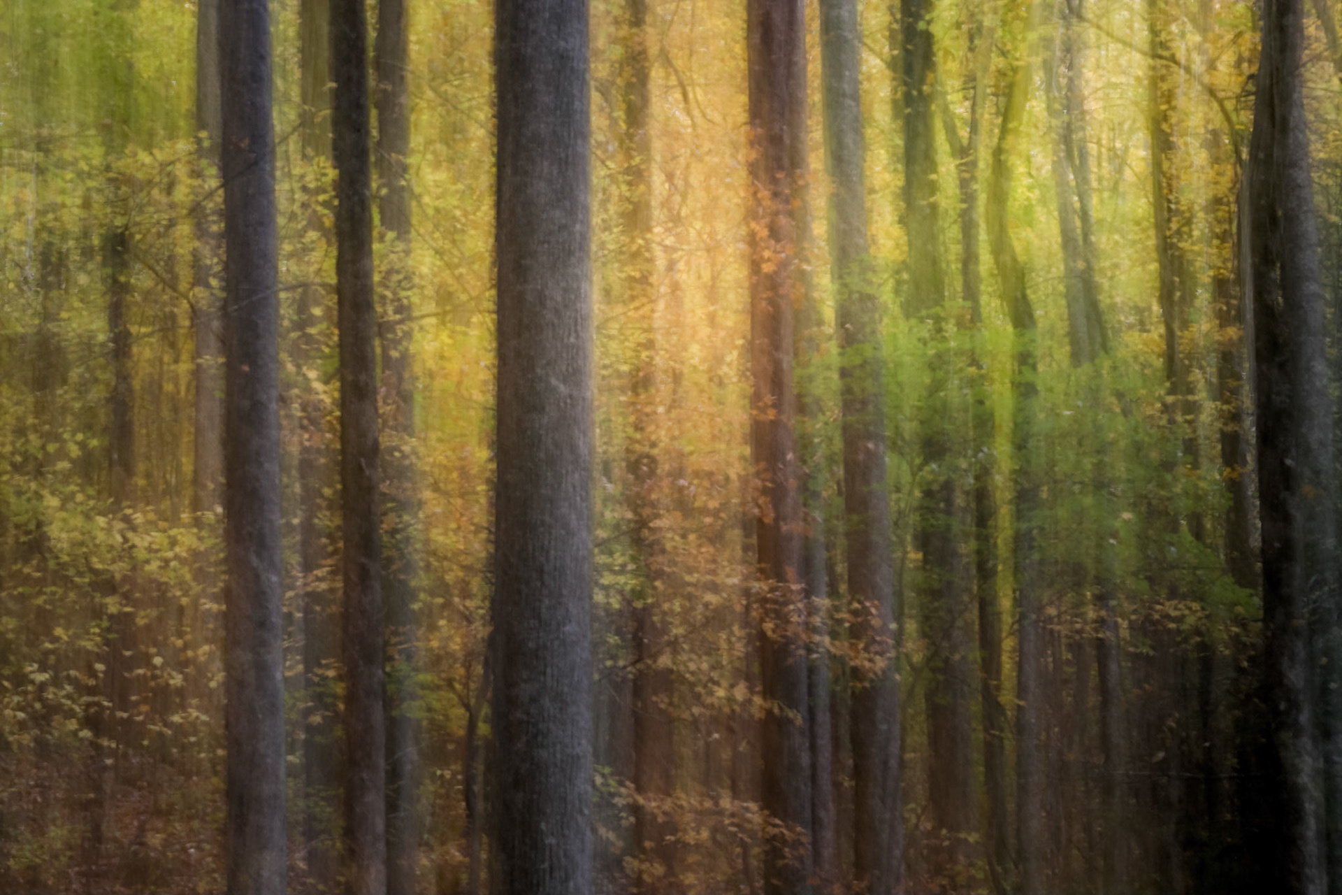 Trees, Great Smoky Mountains NP, North Carolina
