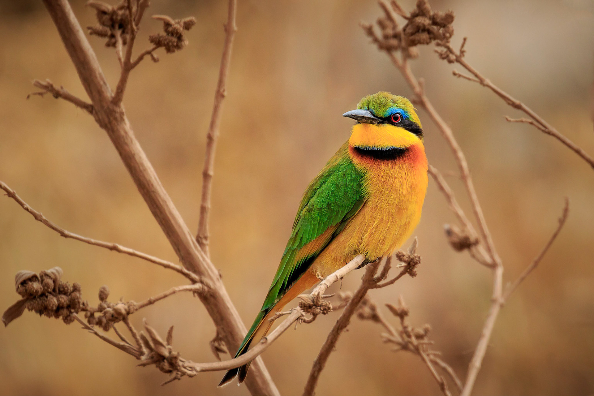 Little Bee Eater, Ngorongoro Crater, Tanzania