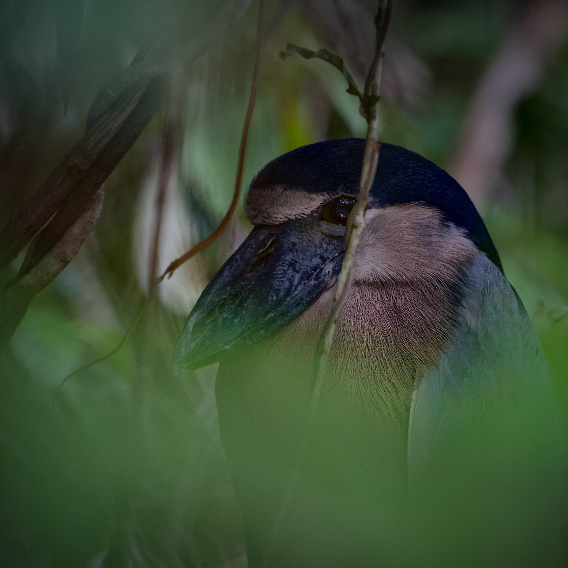 Boat-Billed Heron, Tortuguero Canal, Costa Rica