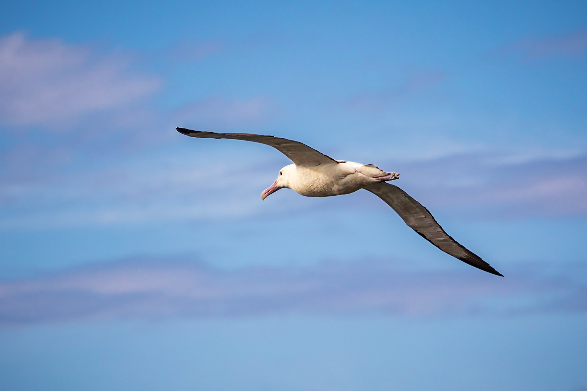 Royal Albatross, Otago Region, South Island, New Zealand