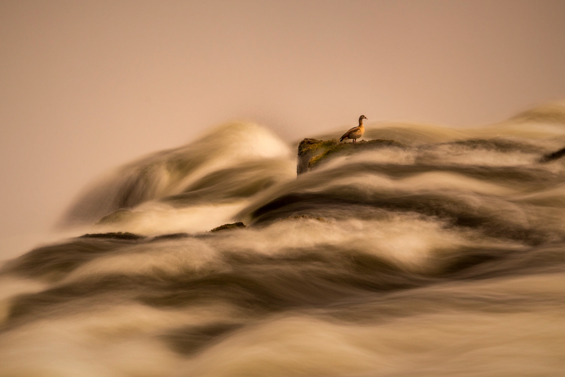 Egyptian Goose at the Verge of Victoria Falls, Zambezi River, Zambia
