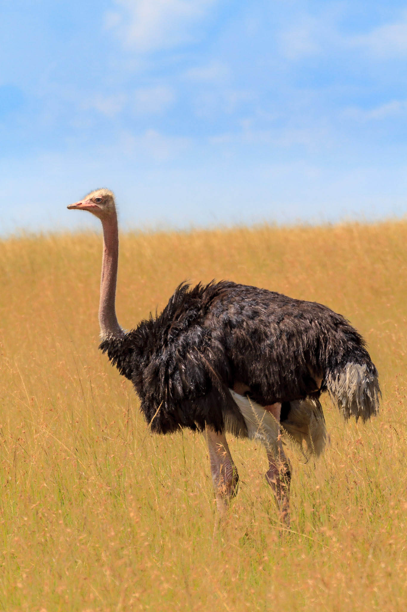 Male Ostrich, Masai Mara, Kenya