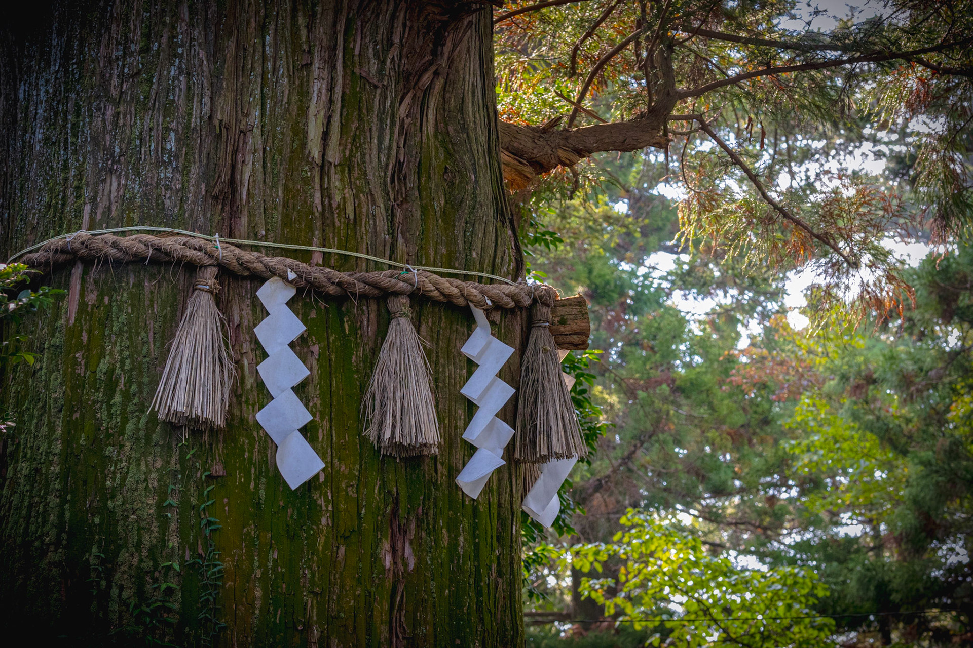 provaz Shimenawa, Takao-san