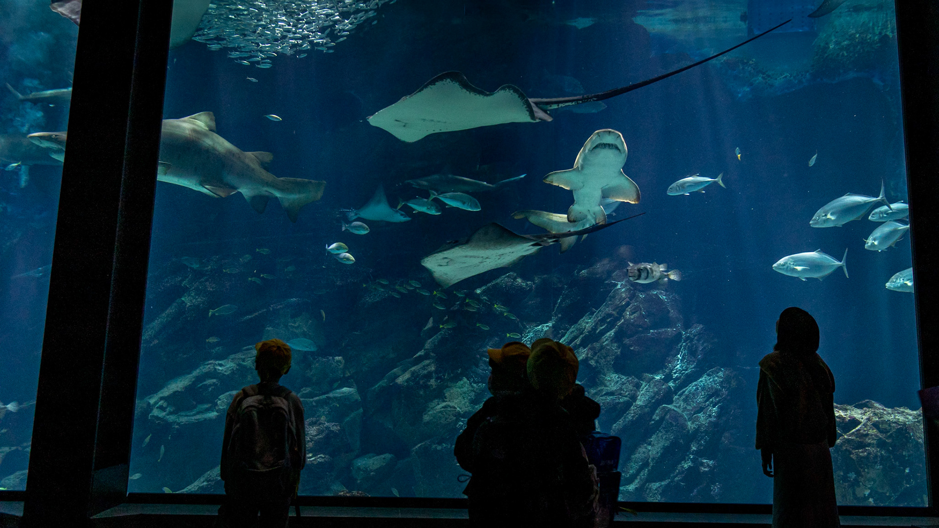 mořský svět Uminonakamichi, Fukuoka