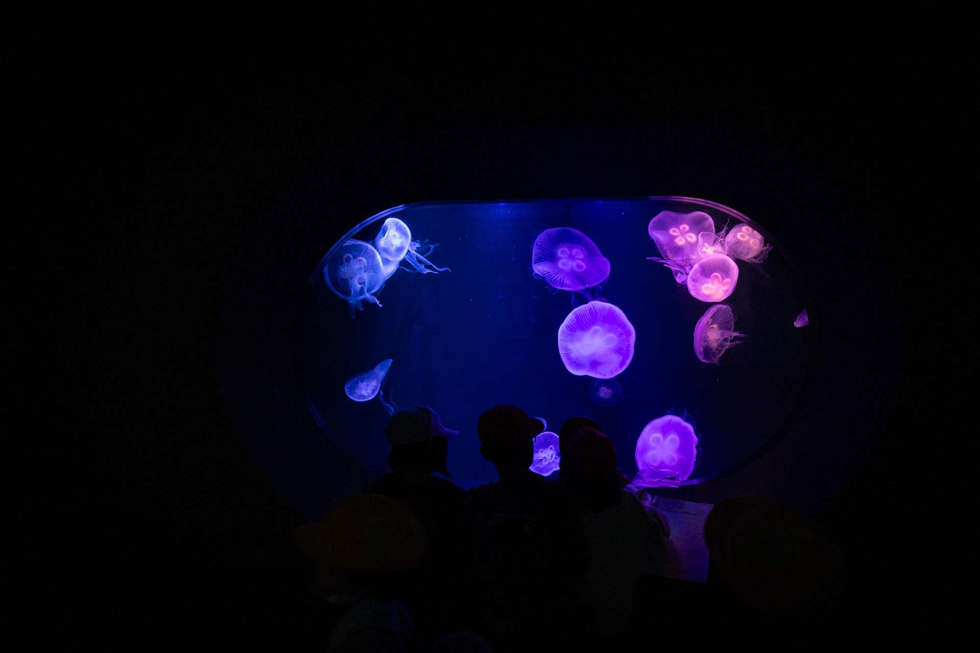 mořský svět Uminonakamichi, Fukuoka