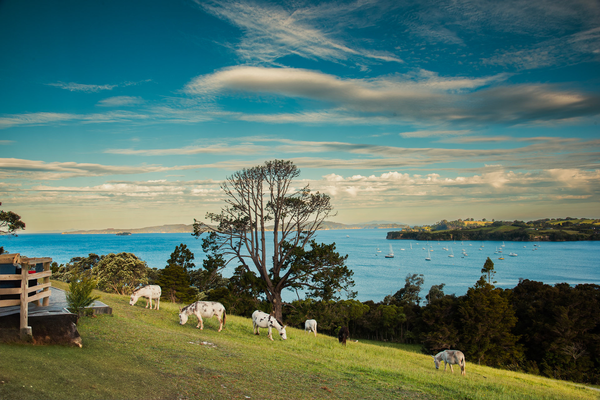 Donkey Walk, Algies Bay