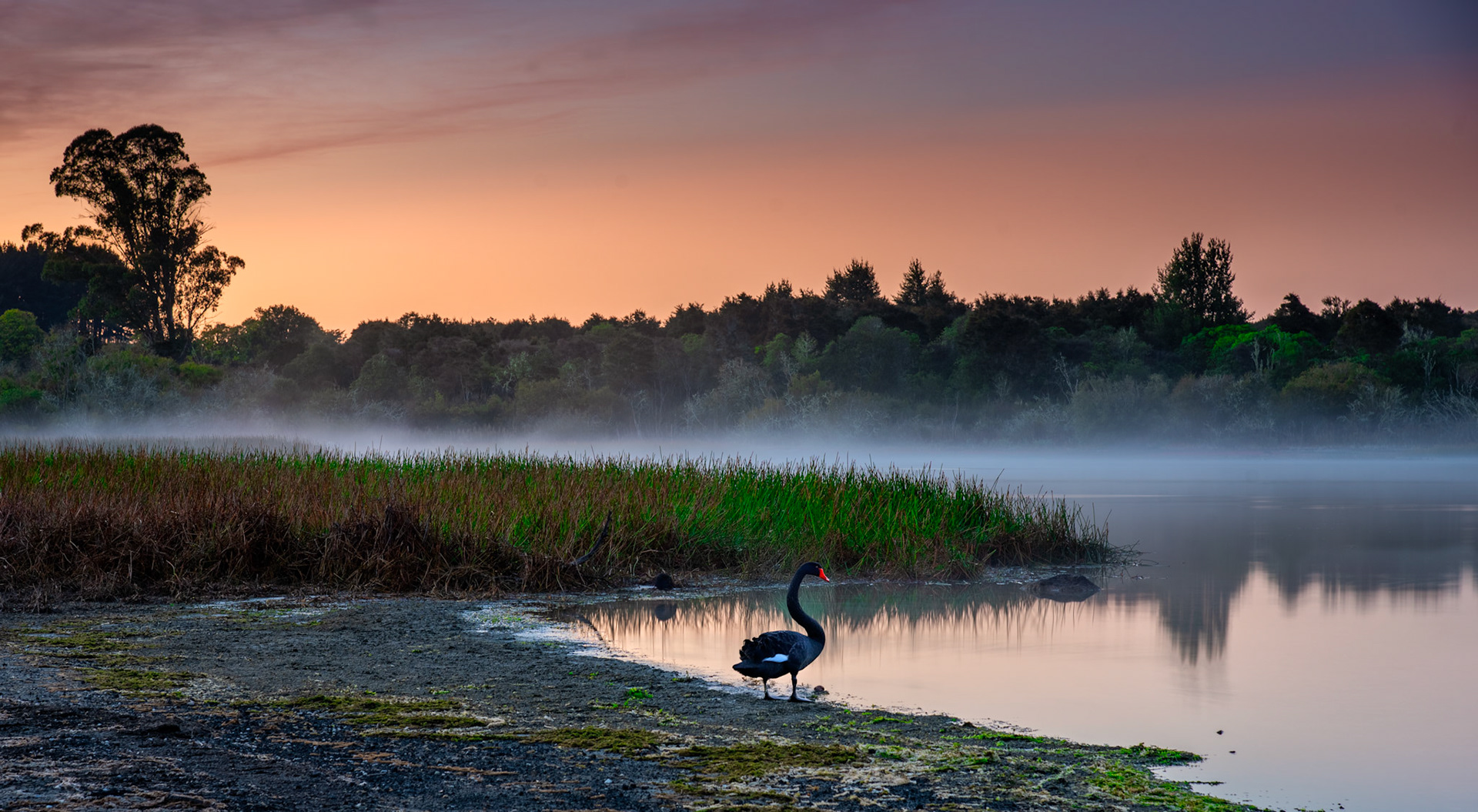 Early morning near Rotorua