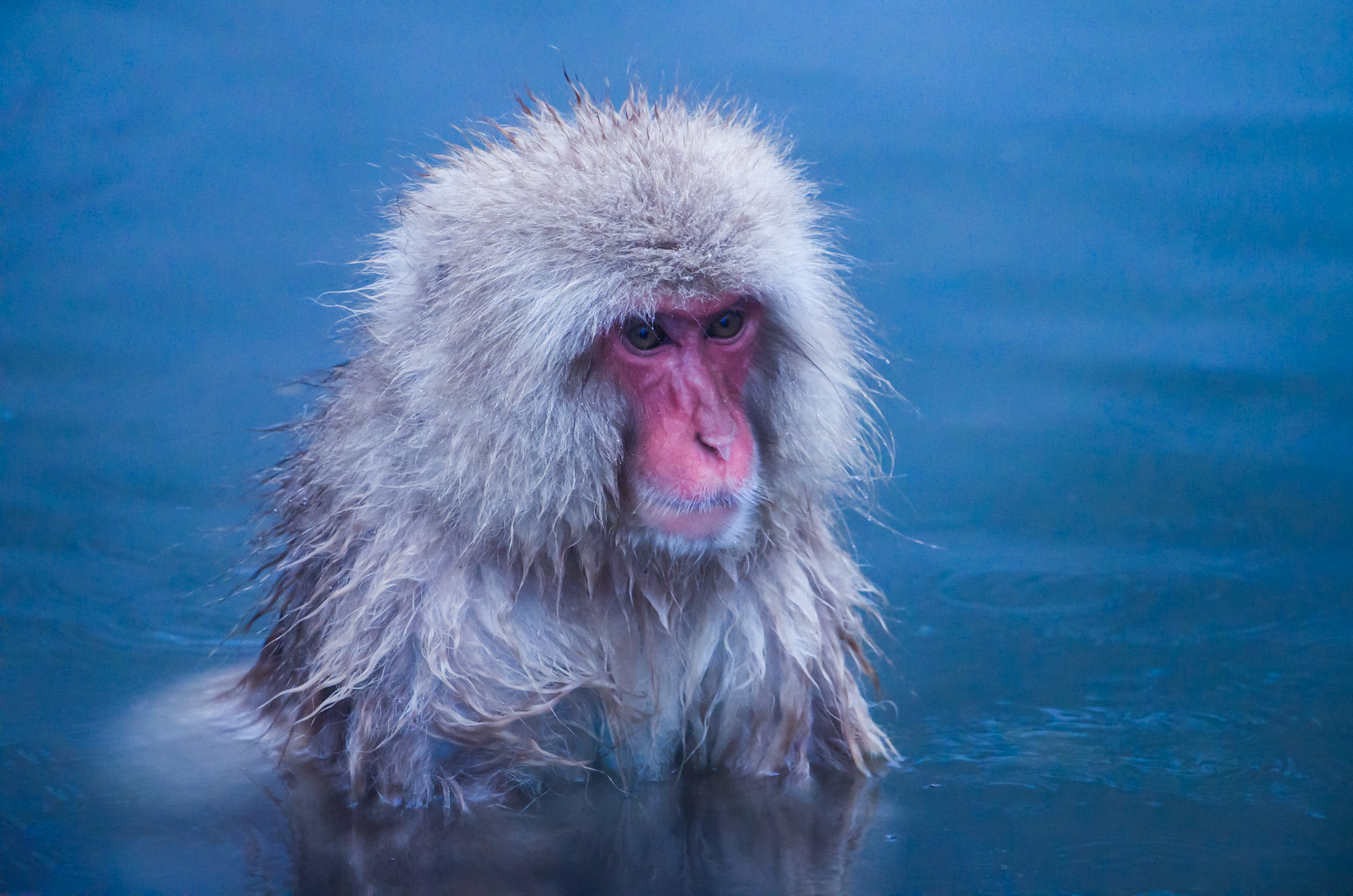 Snow Monkeys