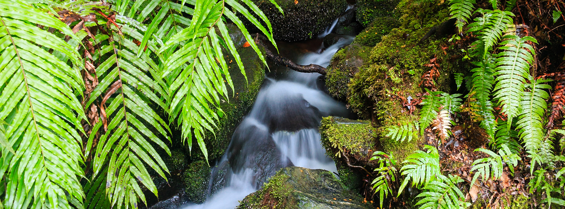 Milford Stream