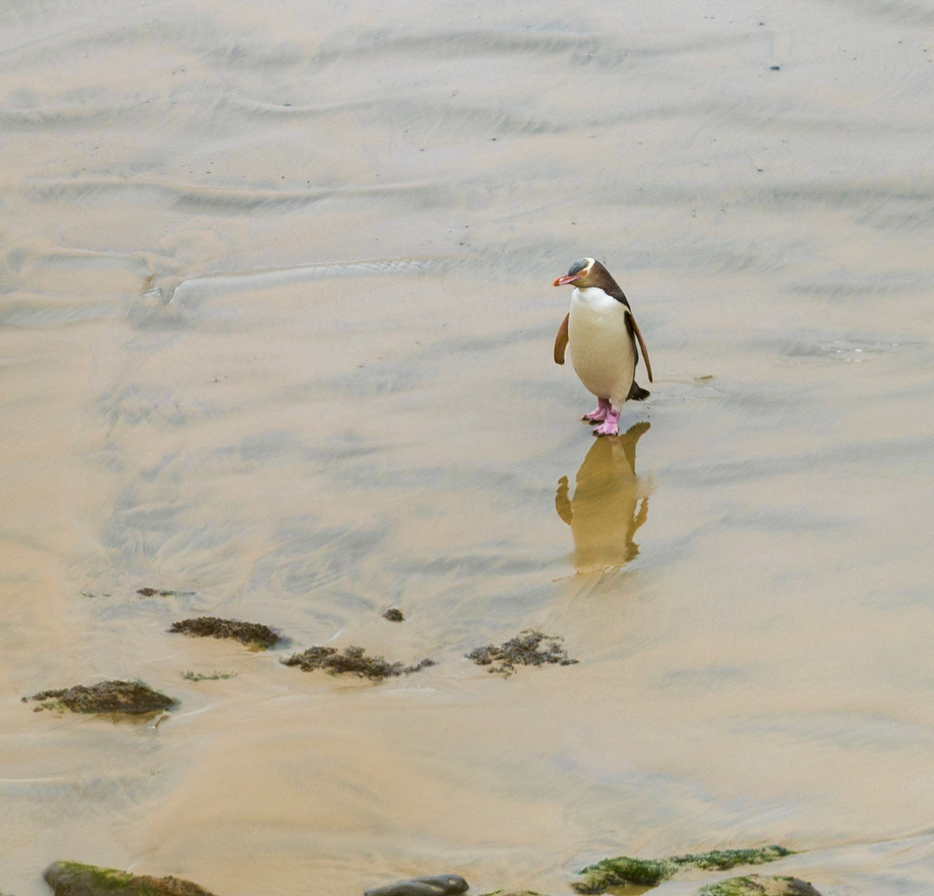 It's a long walk home