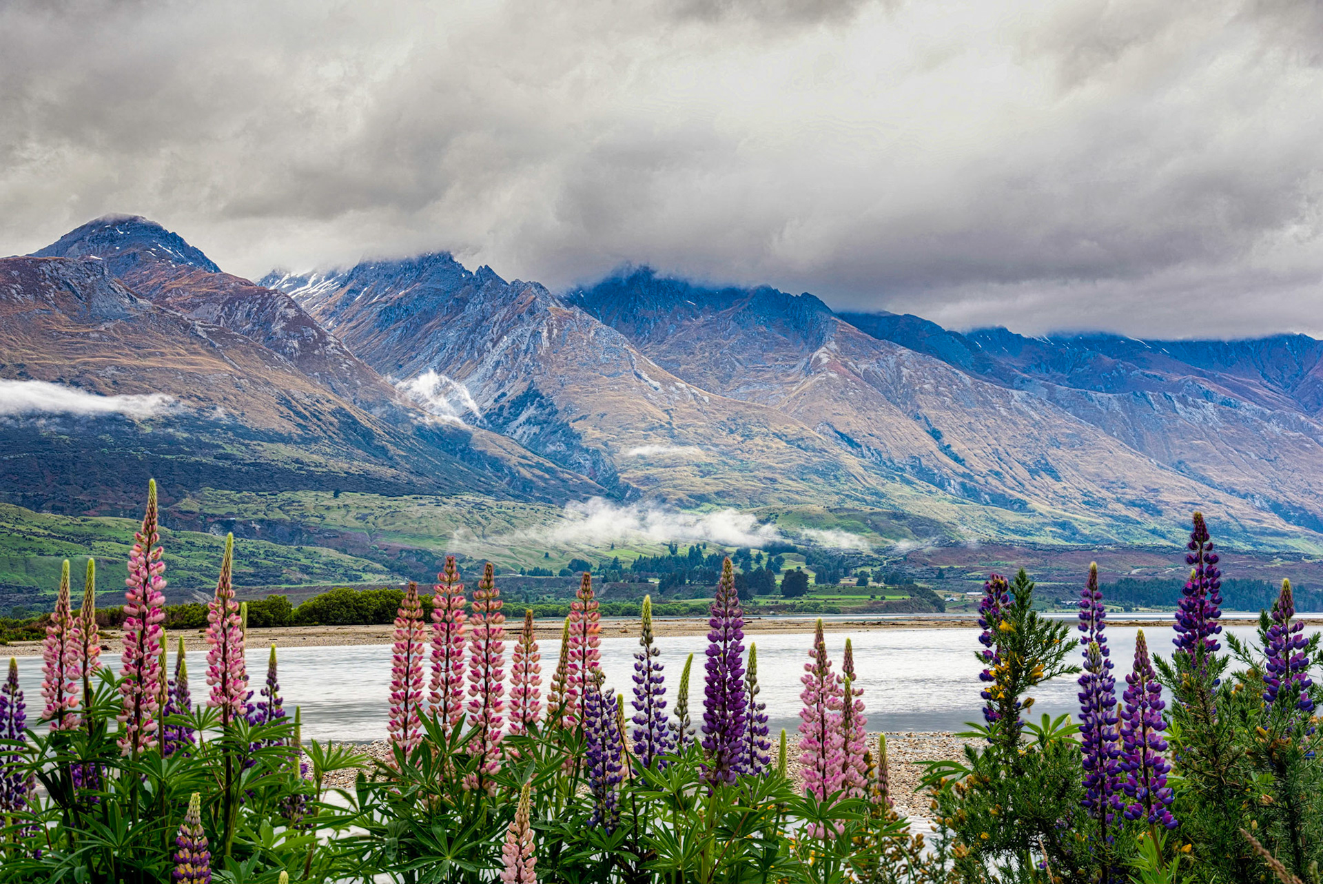 Lupins at Glenorchy