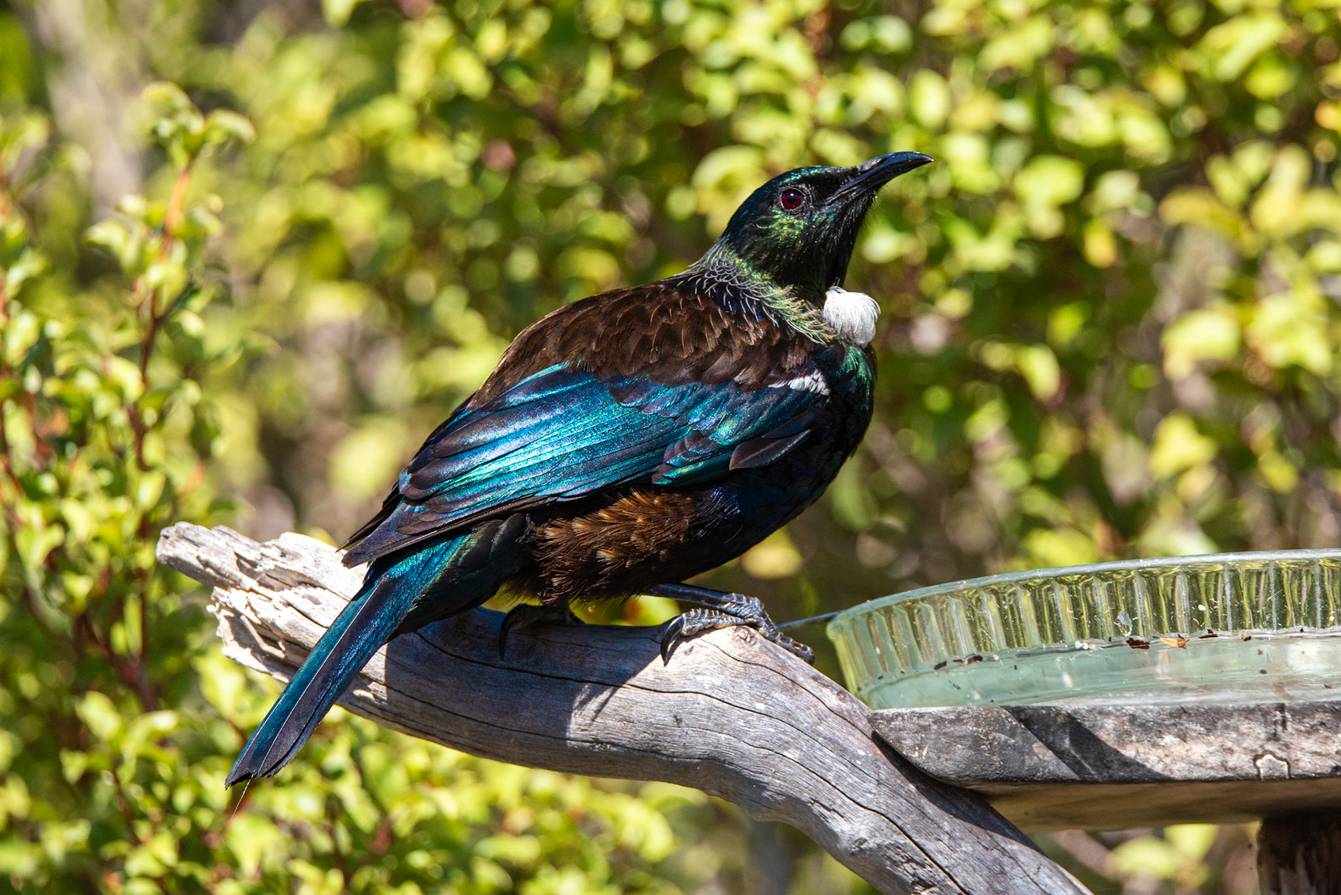 Tui, Algies Bay