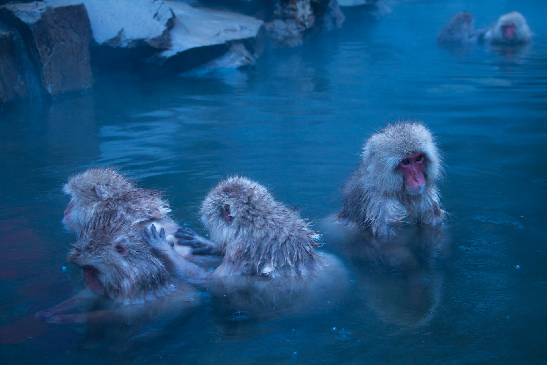 Snow Monkeys