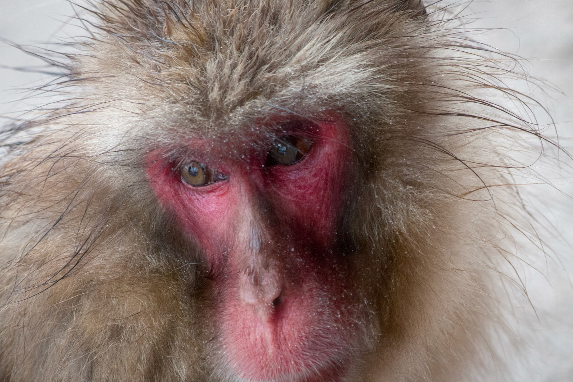 Snow Monkey