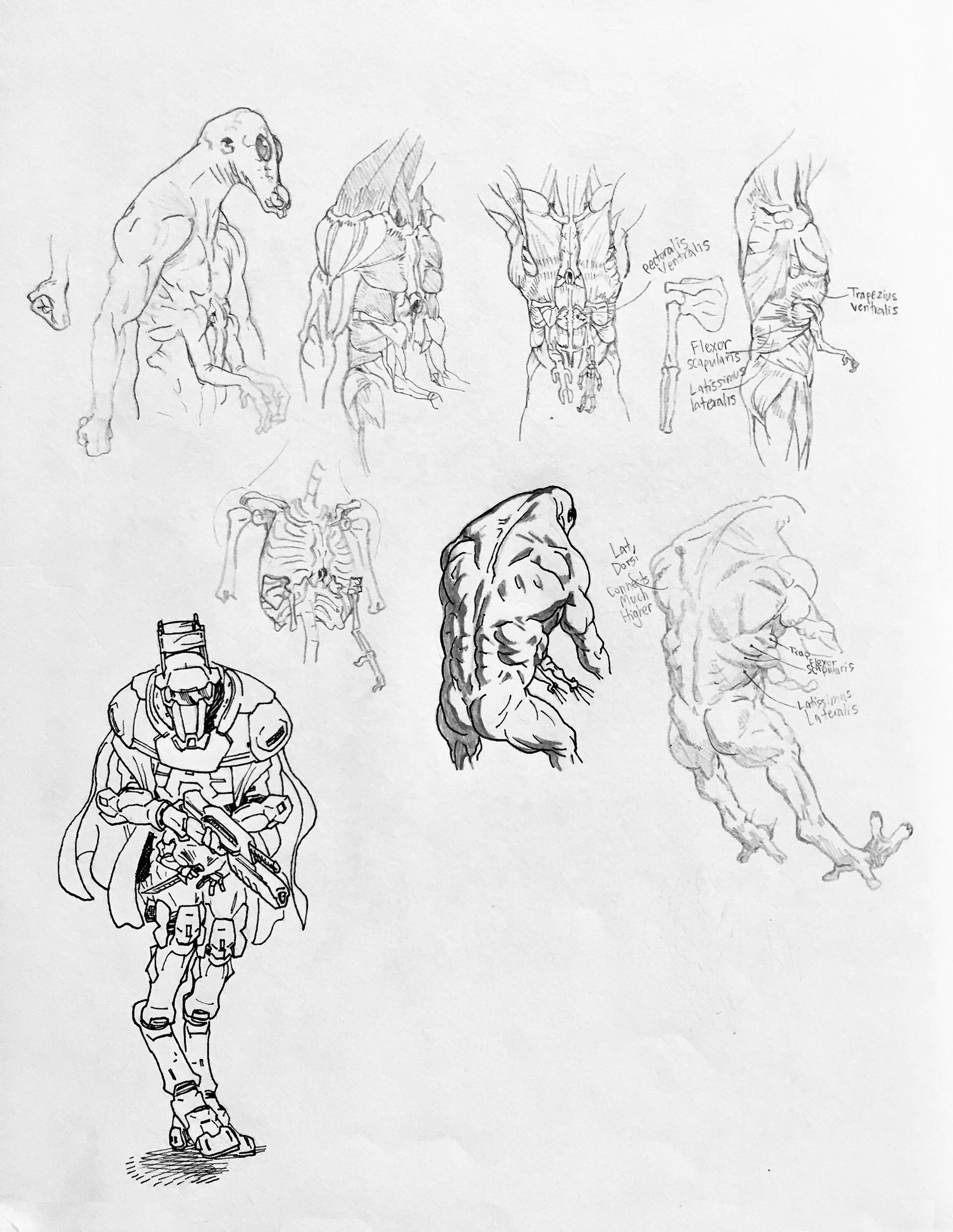 Alien Race Musculature Development