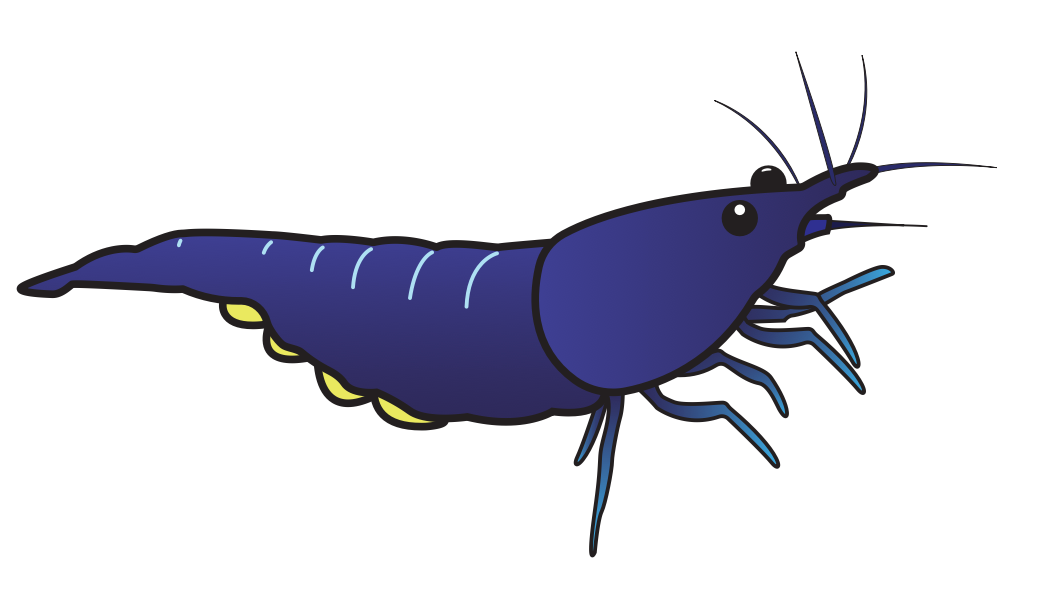 Blue dream shrimp sticker