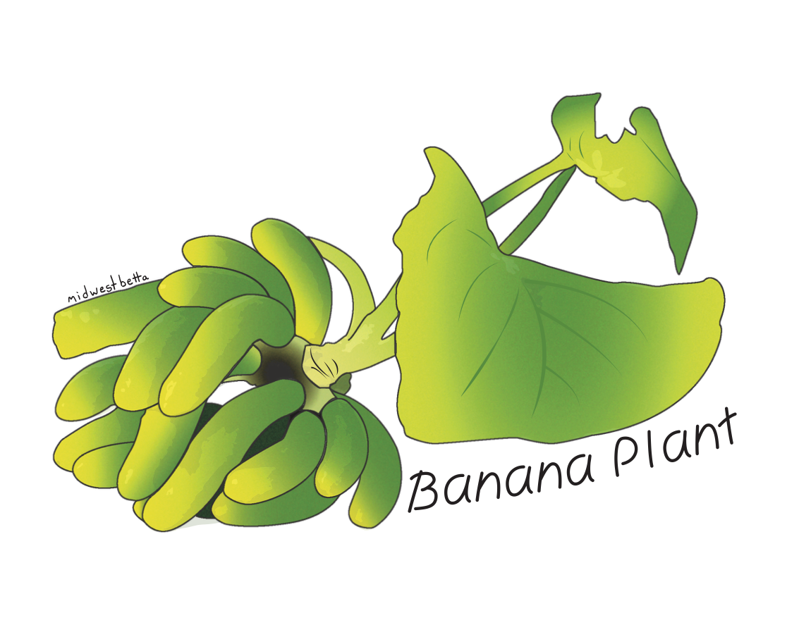 Banana Plant sticker