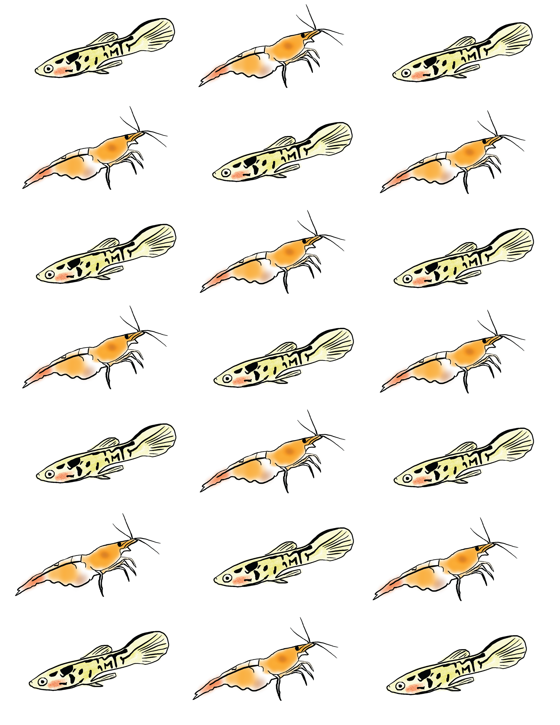 Orange rili shrimp and Tiger Endler pattern