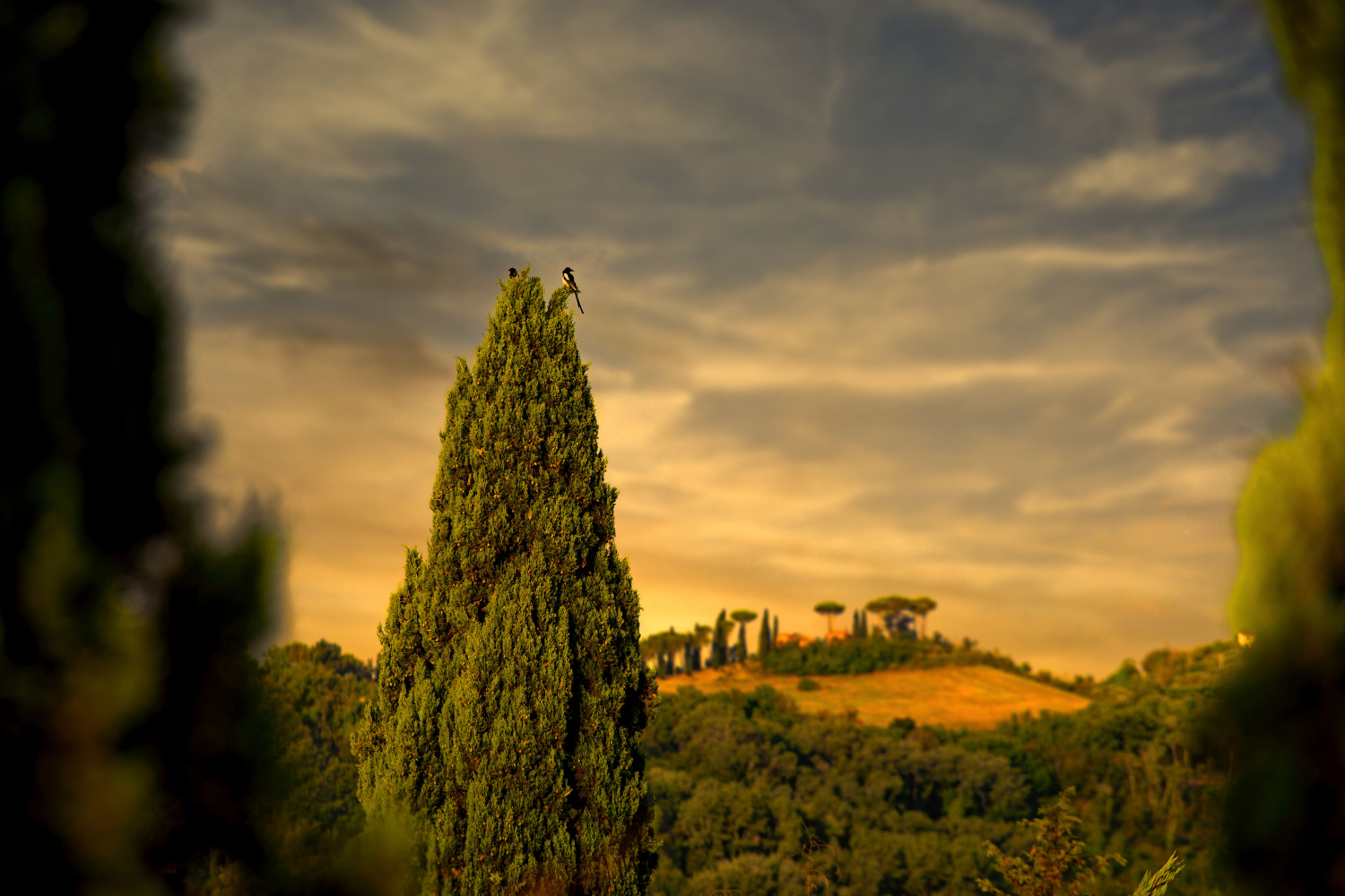 MONTEBUONO