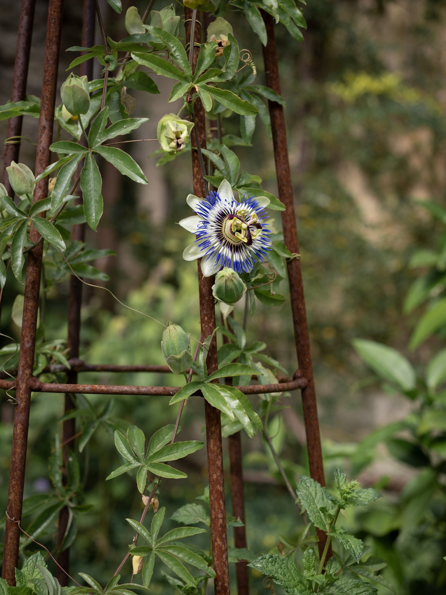 NT Dyrham Park