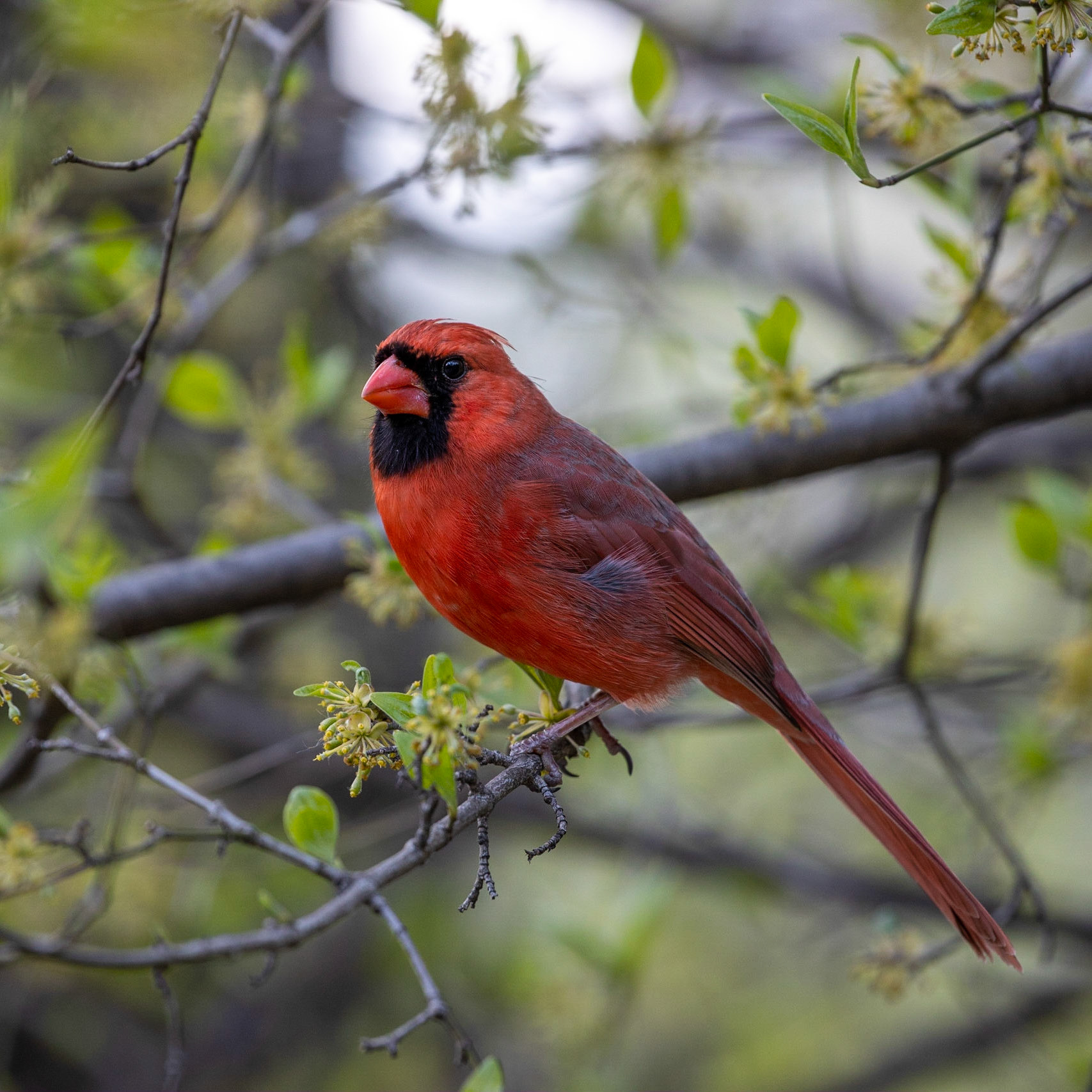 Photographed in Central Park 2020