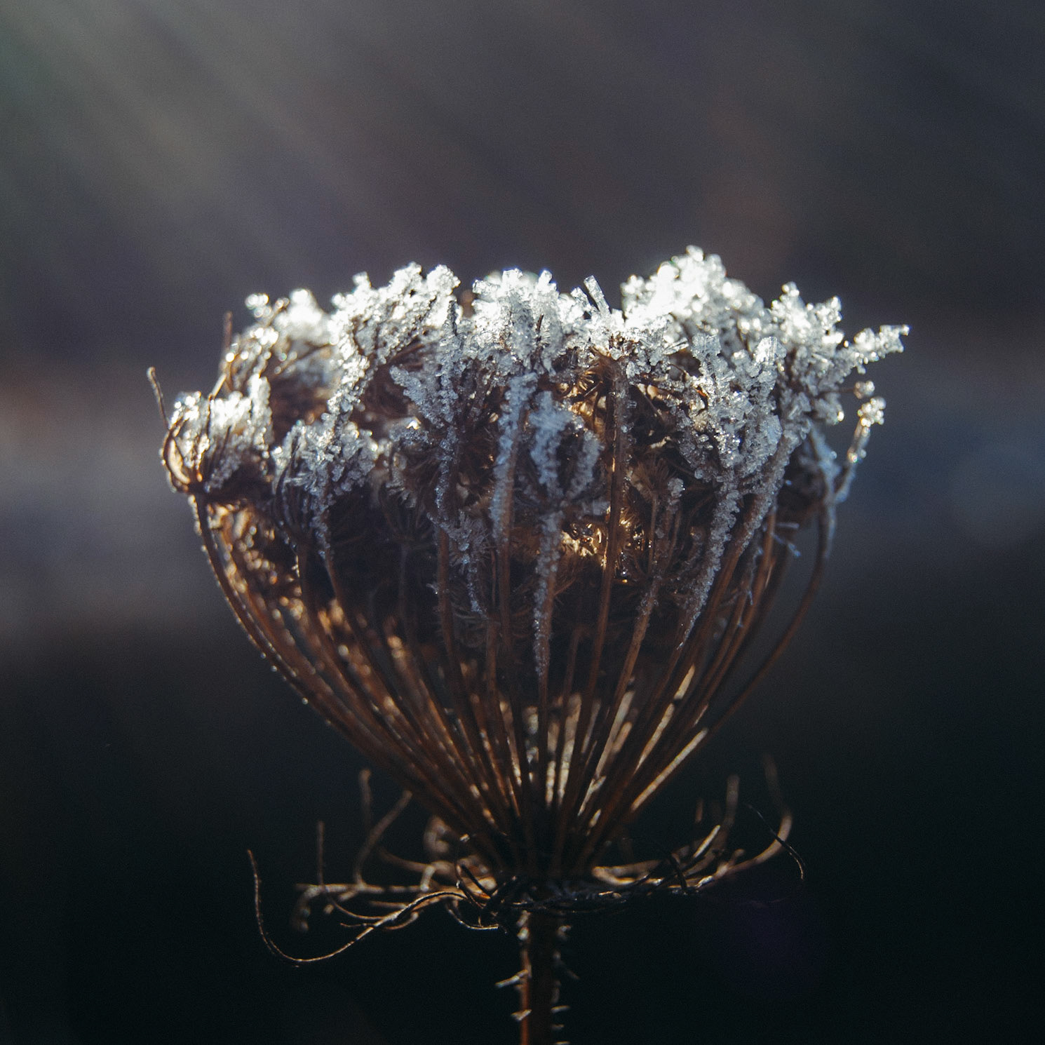 Frost Top