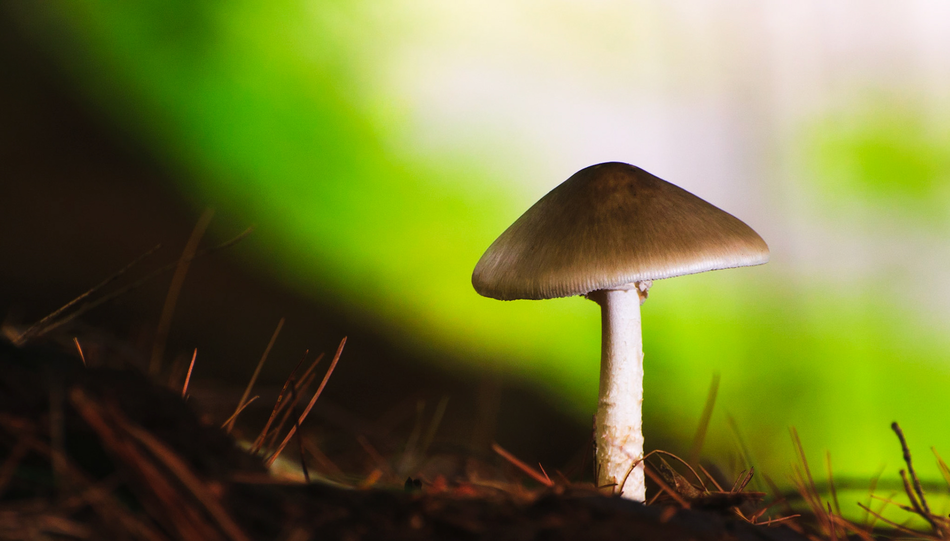 Mushroom on Green