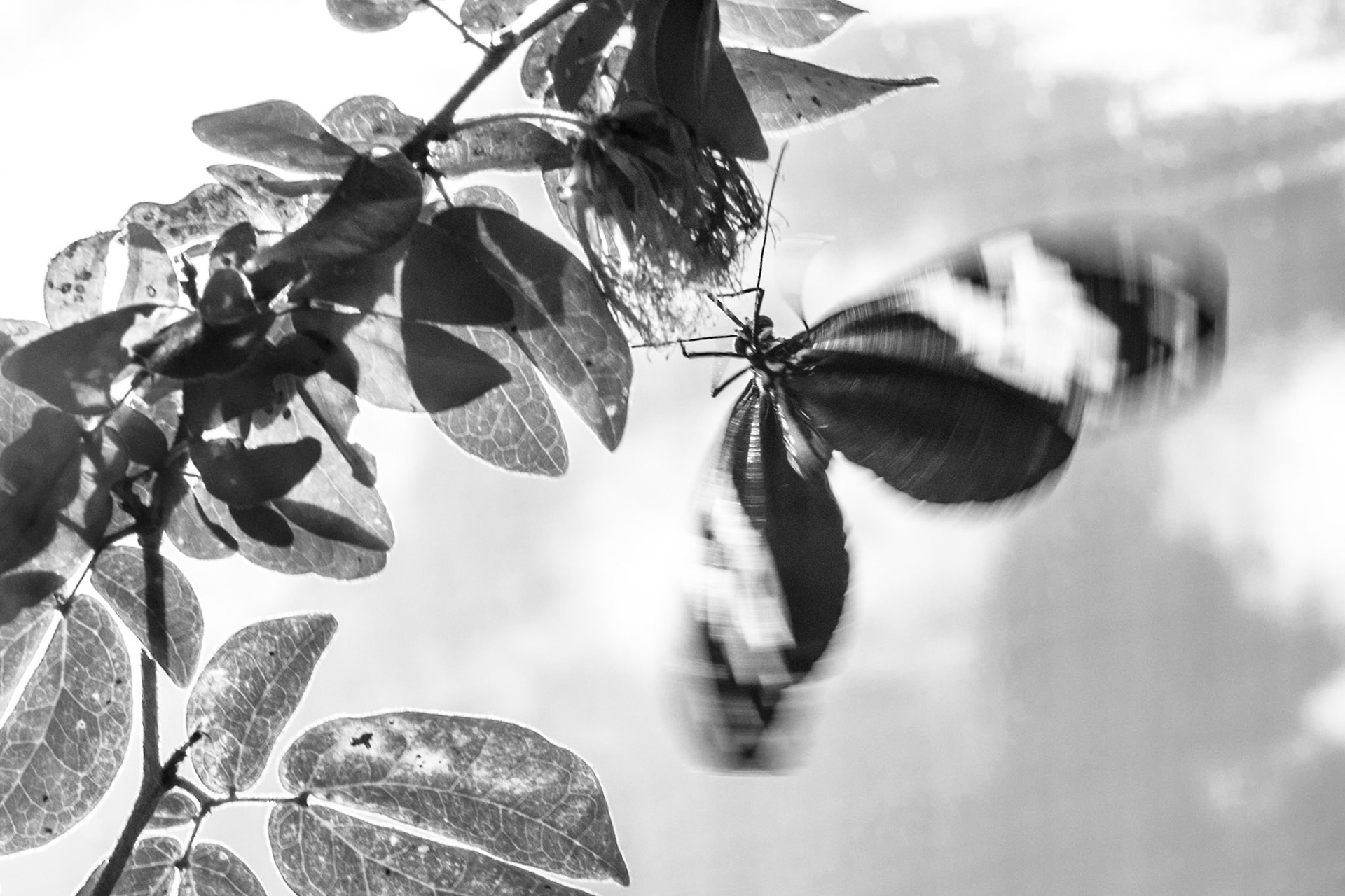 Wings in Movement