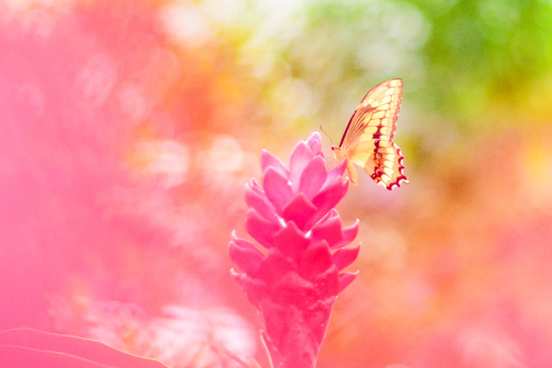 Pink
