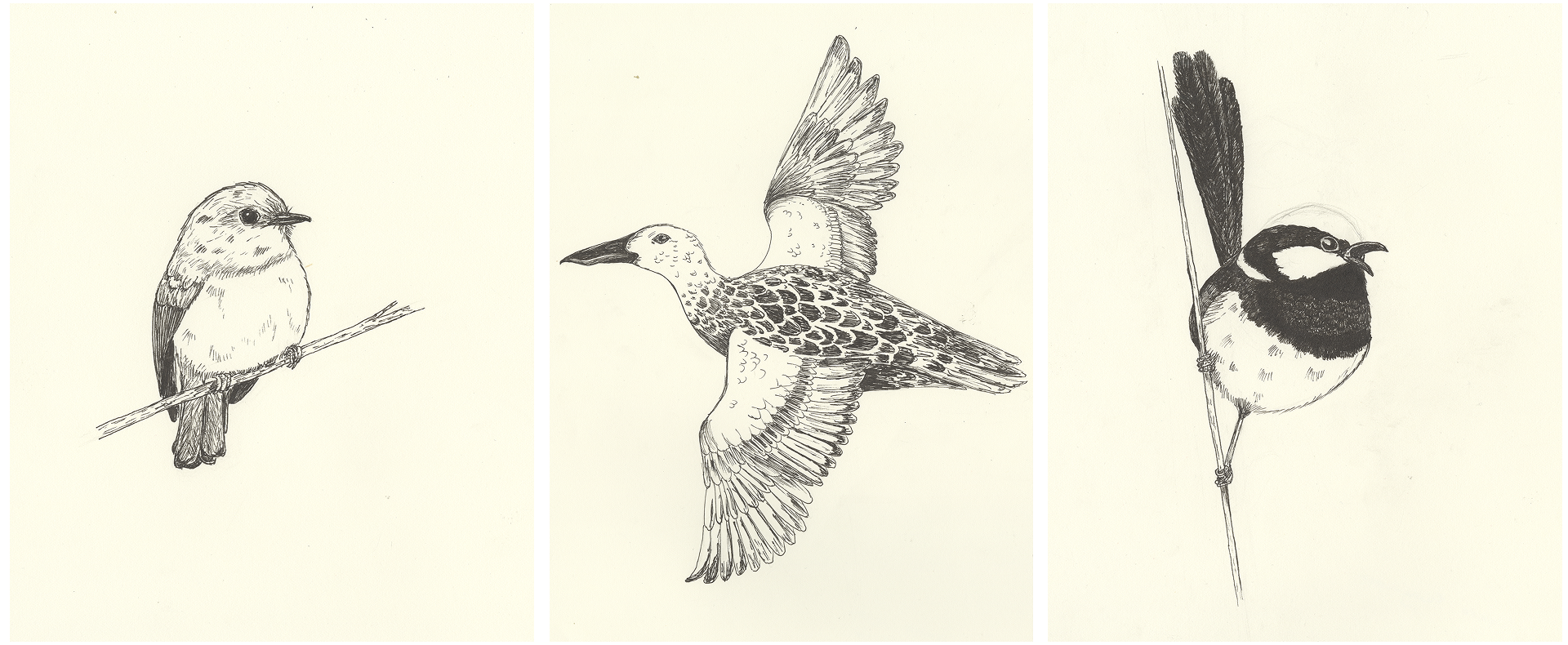 Scans of detailed, black and white fineliner drawings of a Prink Robin, an Australasian Shoveler and a Superb Fairy-wren.