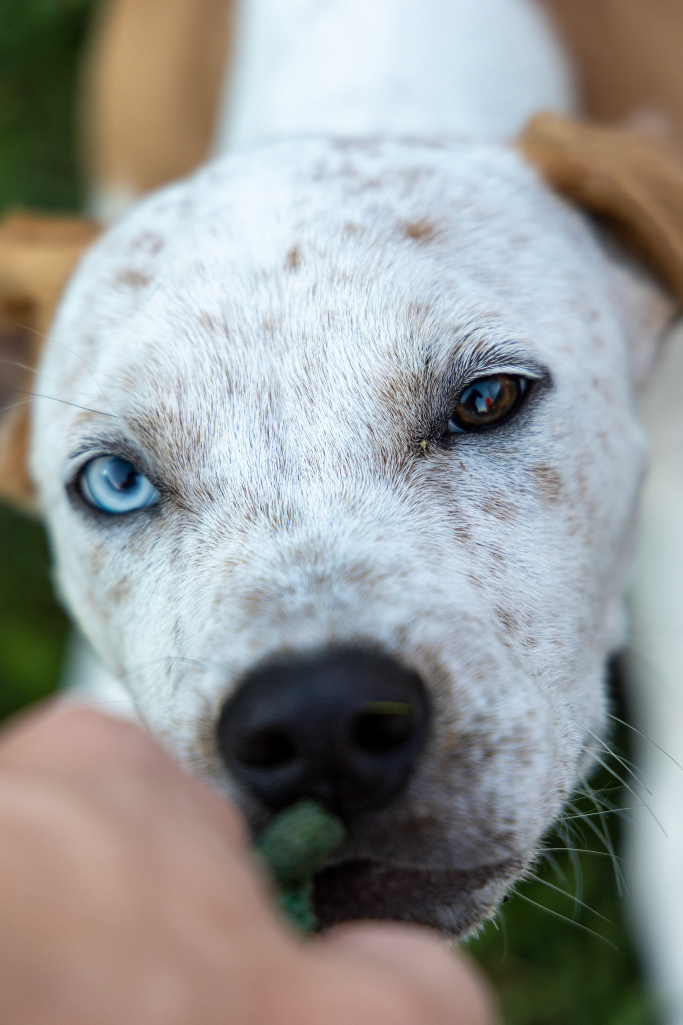 My new puppy Bean Dip playing tug the toy apple
