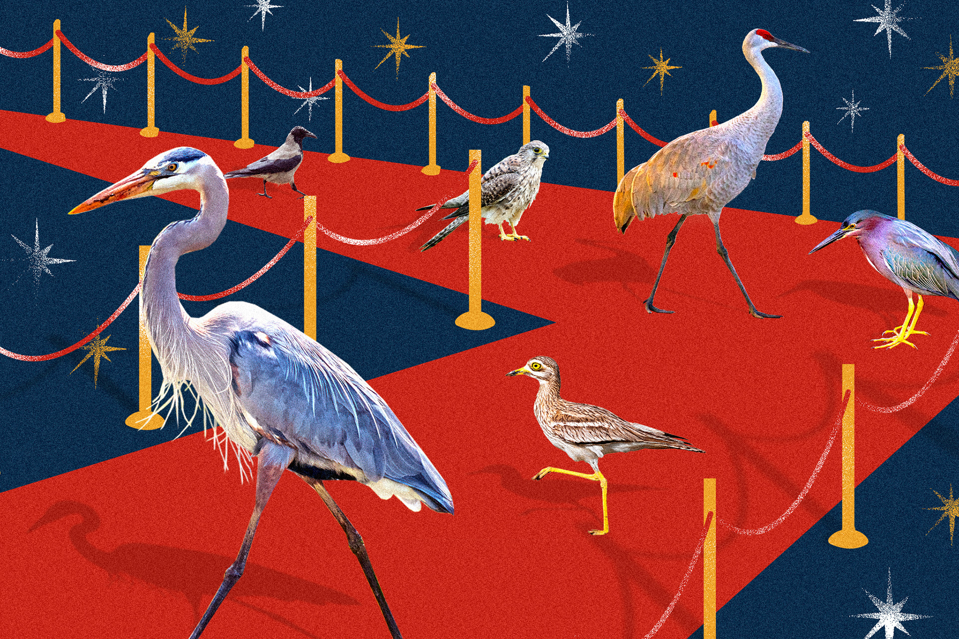 Washington Post: Live bird cams are nature’s soap opera