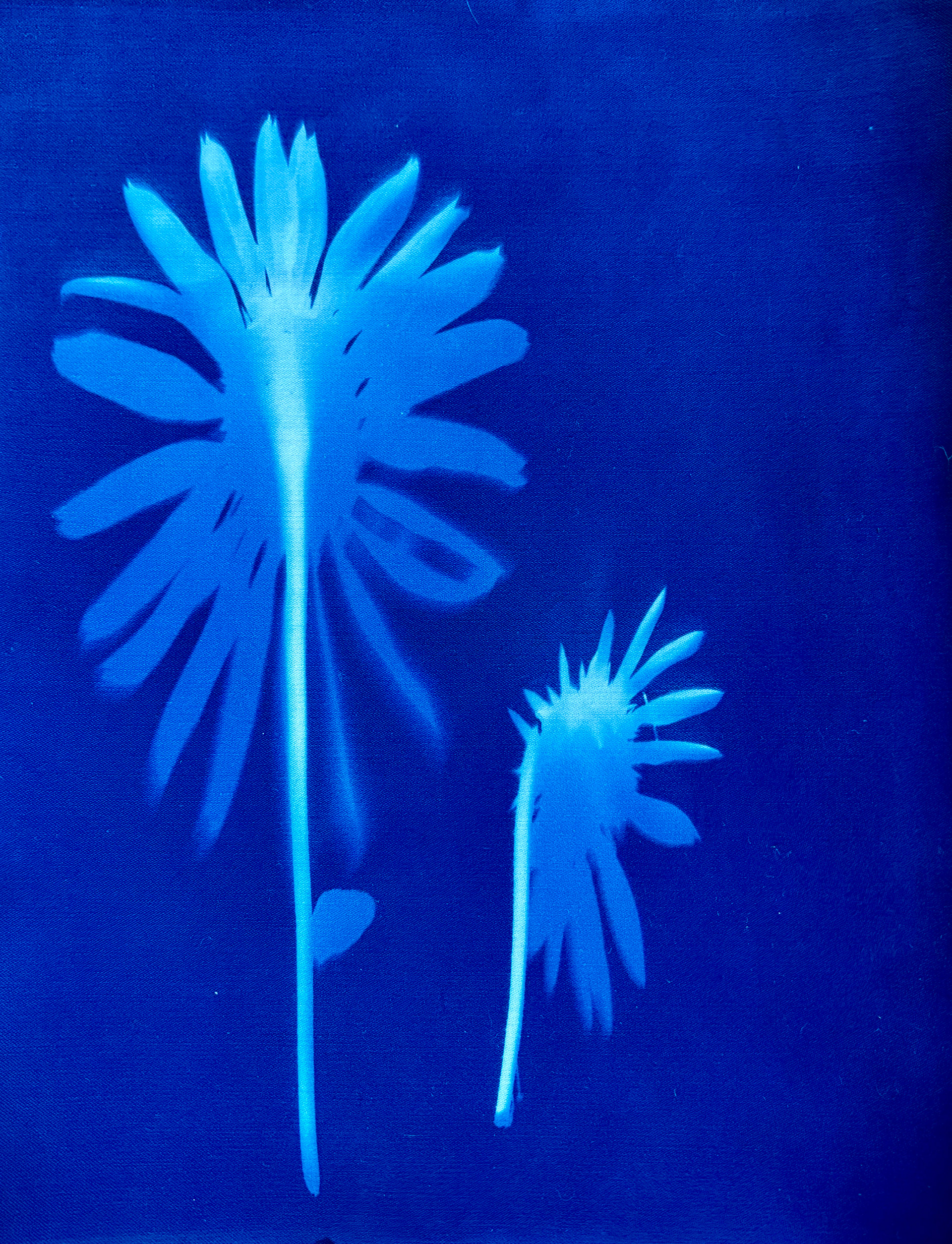 Cyanotype